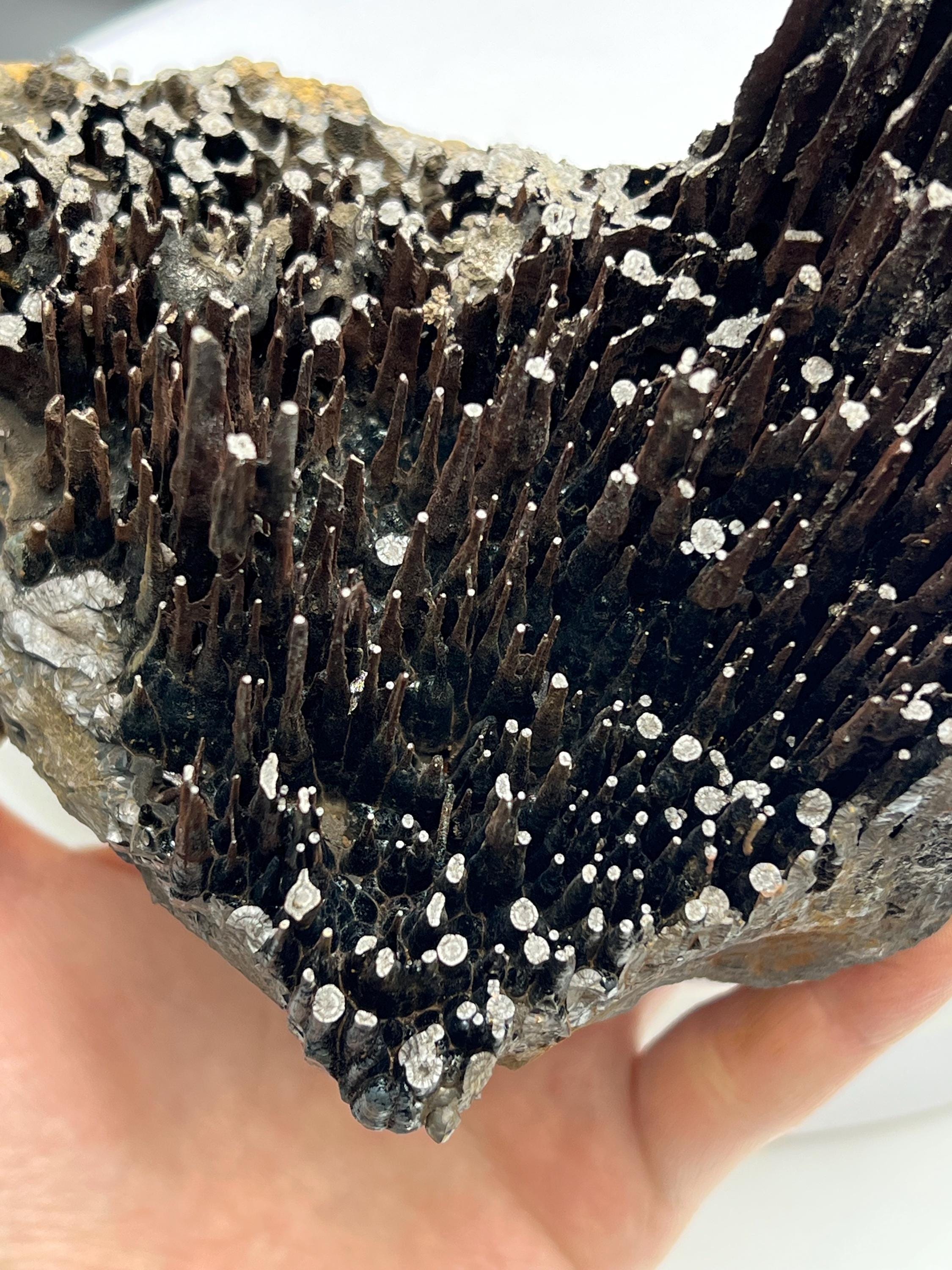 Rare Find! Limonite On Stalactite Hematite - Crystal Gemstone AE 
