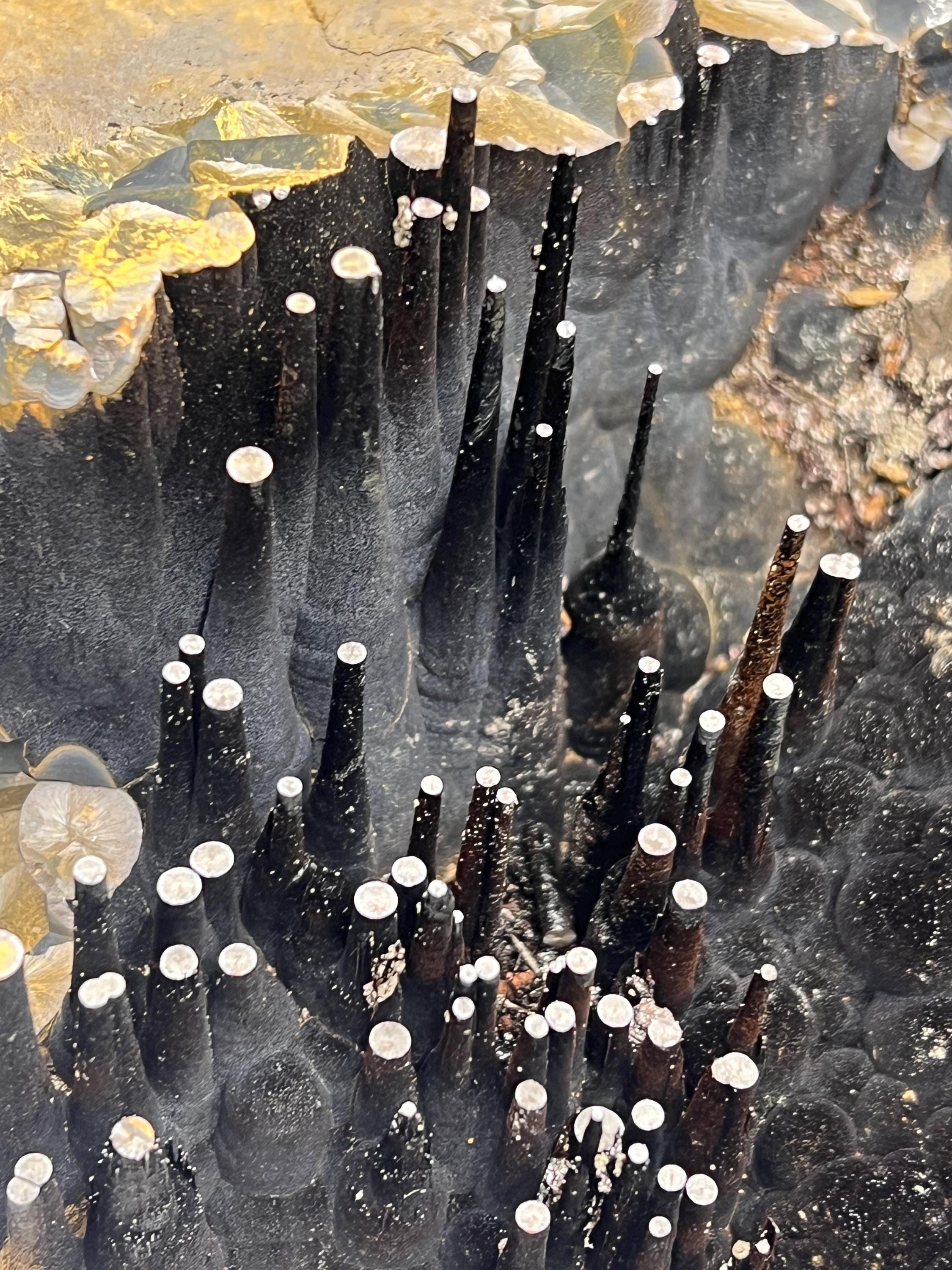 Museum Quality, Large Size Limonite On Stalactite Goethite, For Special Collections - Crystal Gemstone AE 