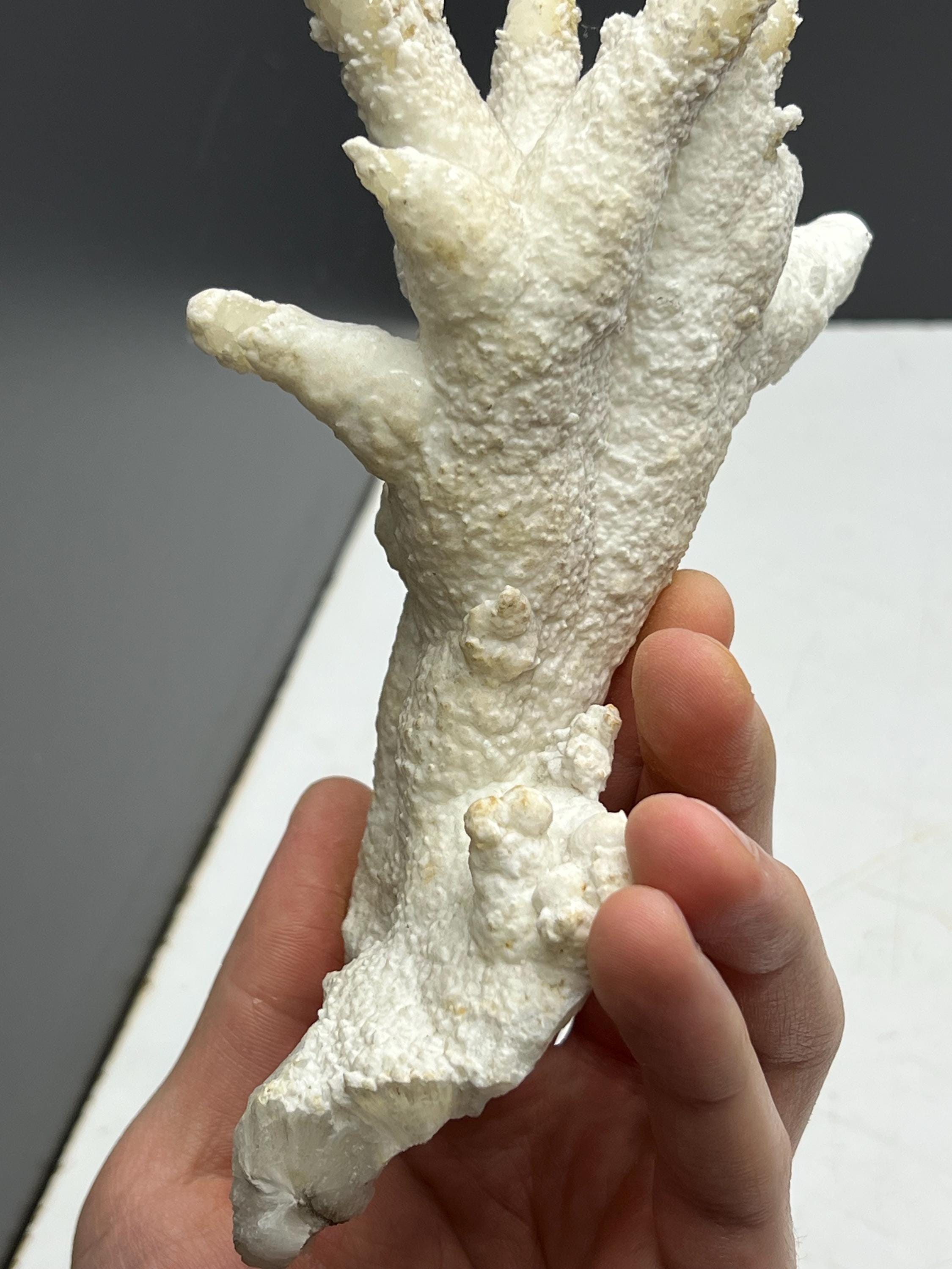 Very Special And Showy Stalactite Aragonite Mineral, From Turkey - Crystal Gemstone AE 