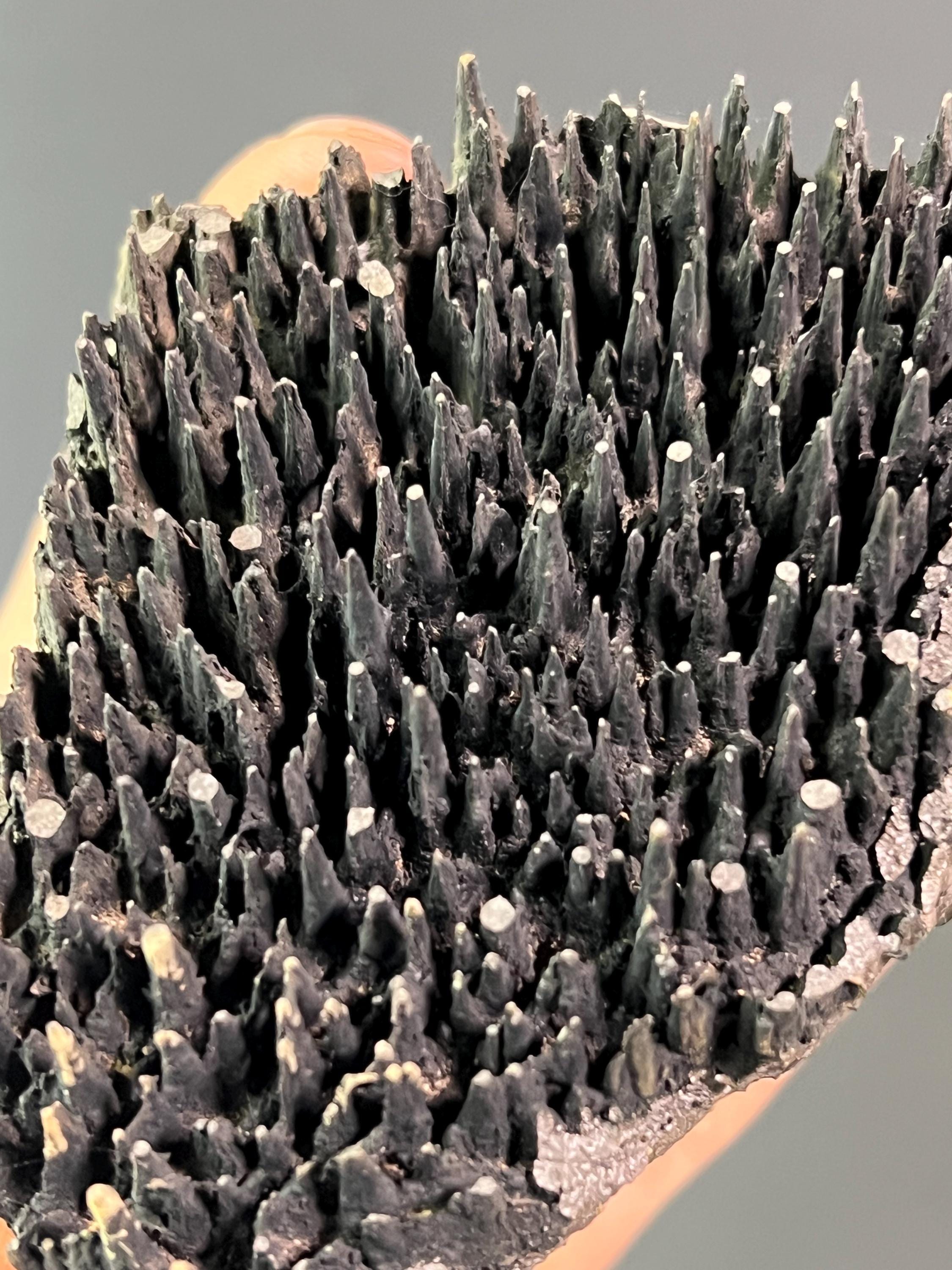 Museum Quality Forest Stalactite Goethite - Crystal Gemstone AE 