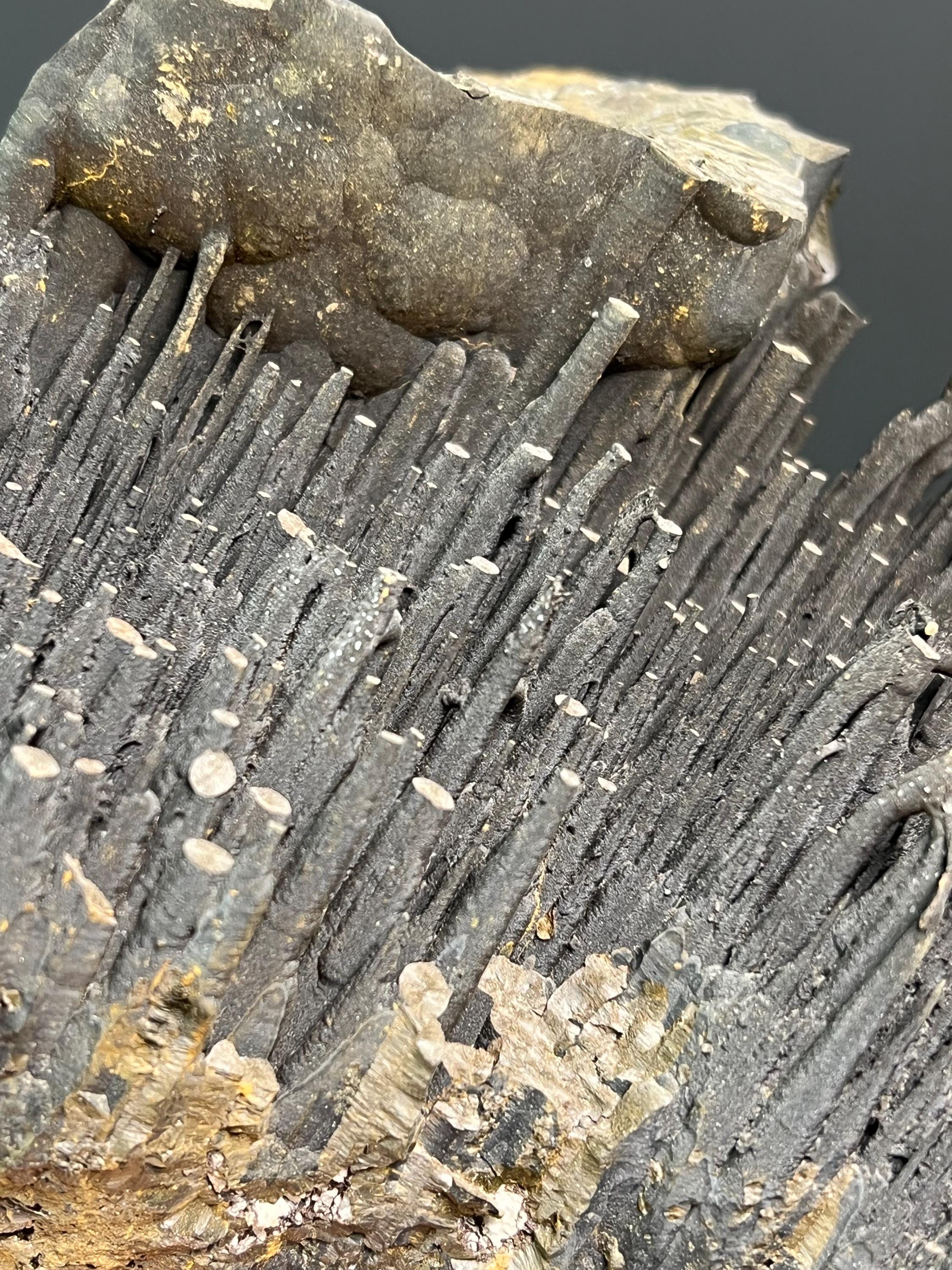 Museum Grade Stalactite Goethite Specimen - Crystal Gemstone AE 