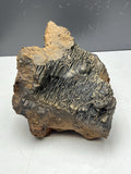 Museum quality, Extra Large Golden Color Stalactite Goethite, From Turkey, Very Special Collection Piece - Crystal Gemstone AE 