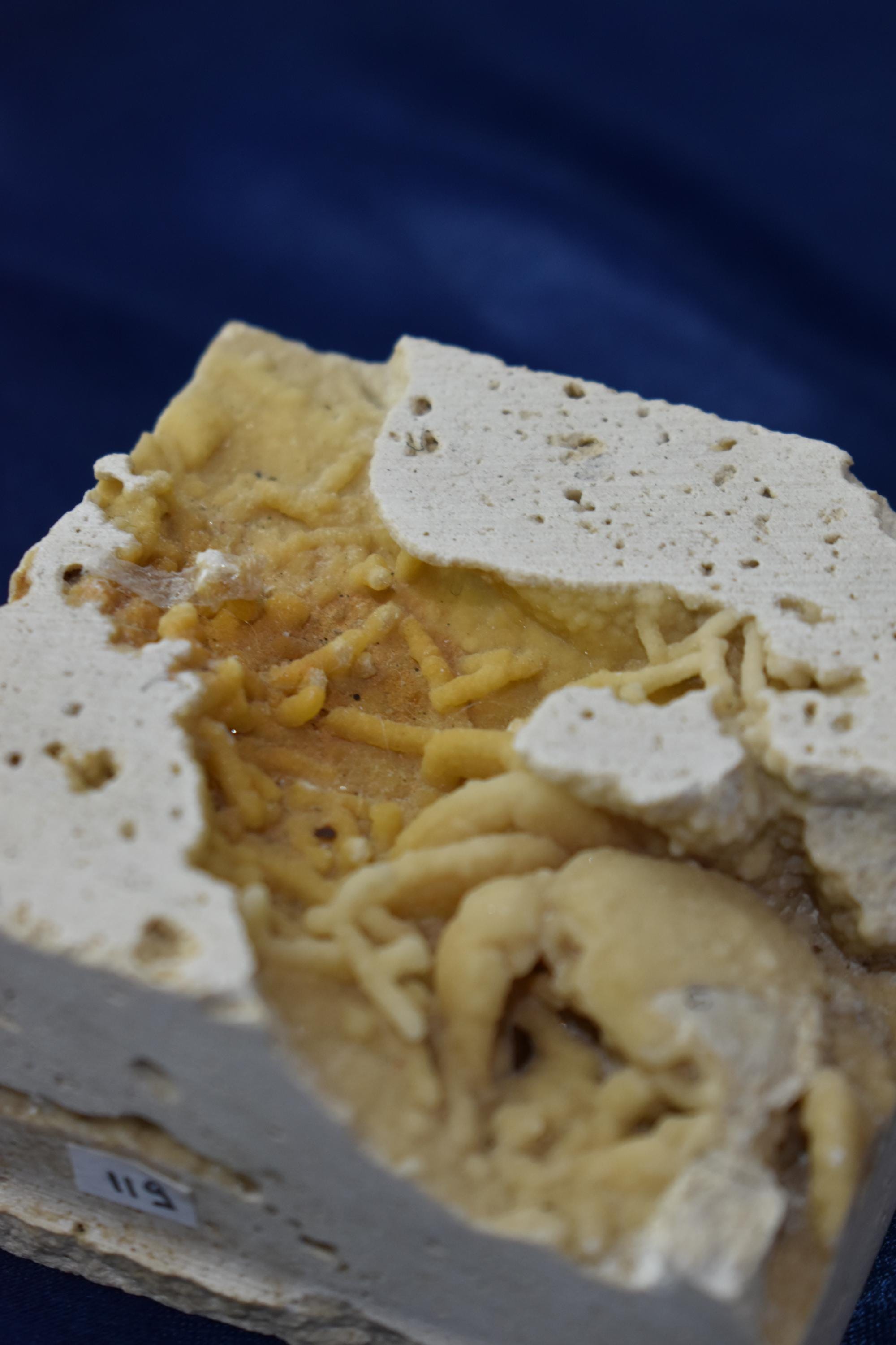 Crab Fossile From Turkey - Crystal Gemstone AE 