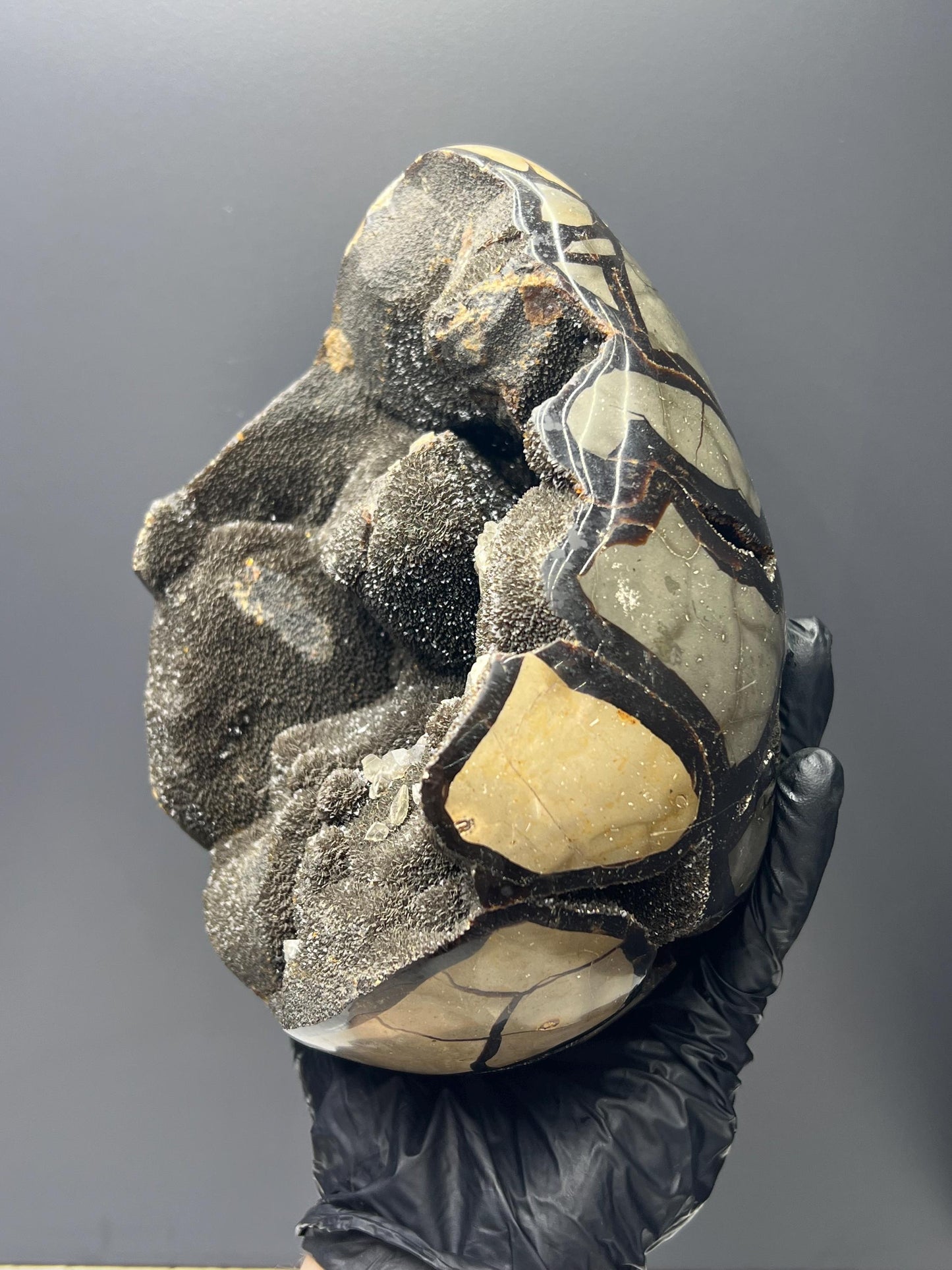 XL Polished Septarian Egg - Crystal Gemstone AE 