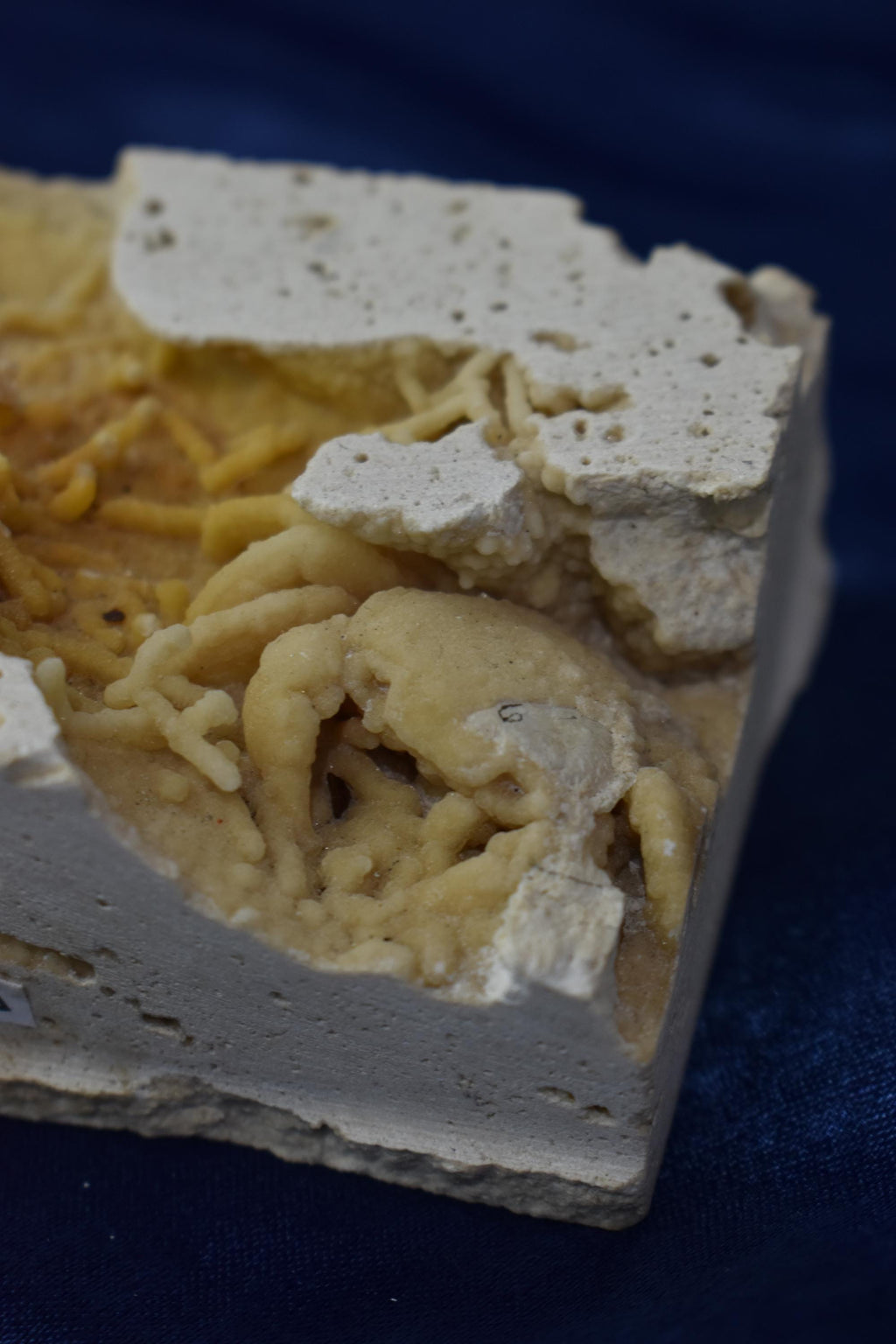 Crab Fossile From Turkey - Crystal Gemstone AE 