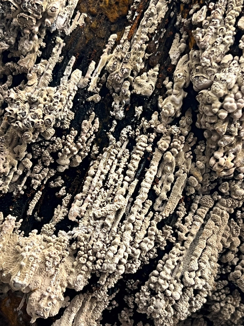 Specularite And Limonite With Stalactite Goethite - Crystal Gemstone AE 