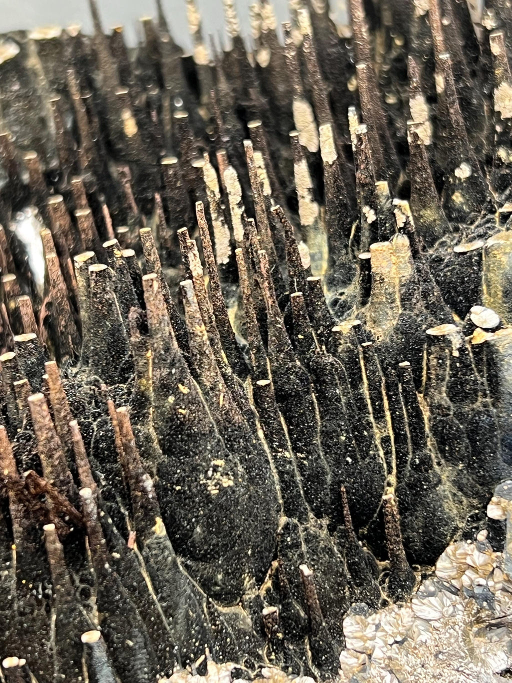 Museum Grade Limonite On Stalactite Goethite - Crystal Gemstone AE 