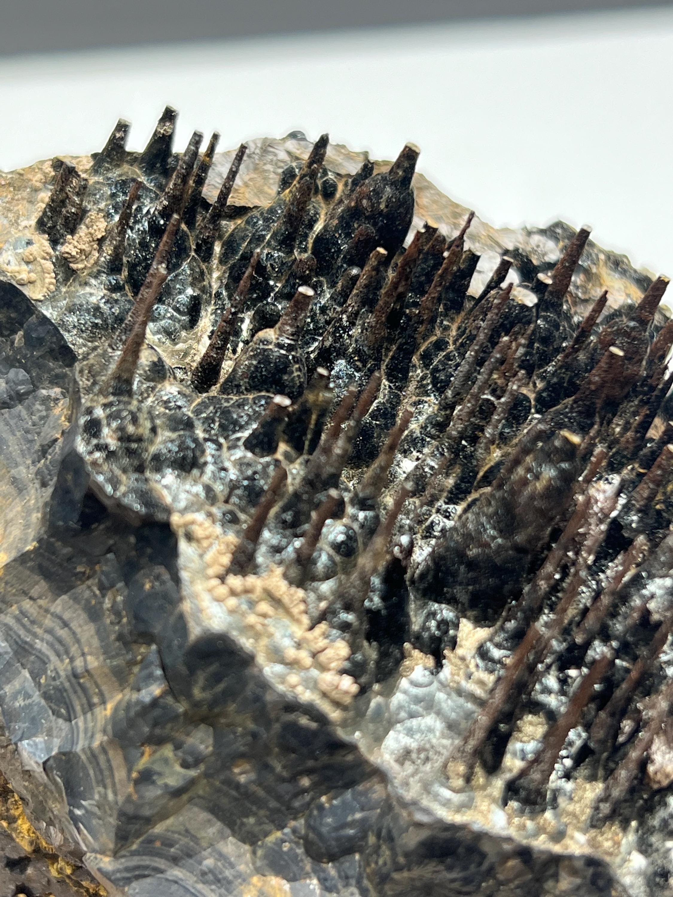 Museum quality, Very showy limonite and specularite on stalactite Goethite, special collections piece - Crystal Gemstone AE 