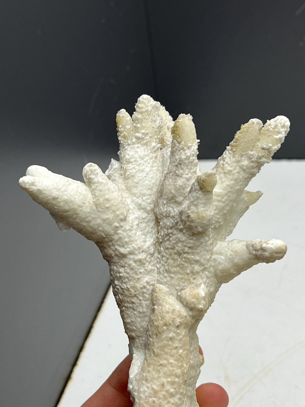 Very Special And Showy Stalactite Aragonite Mineral, From Turkey - Crystal Gemstone AE 