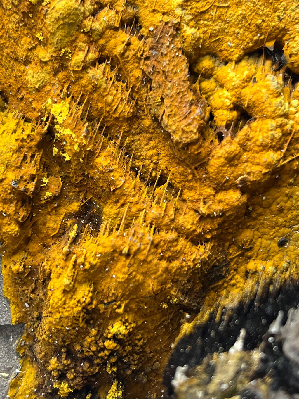 Museum Quality, Very Special And Showy Limonite With Stalactite Goethite - Crystal Gemstone AE 