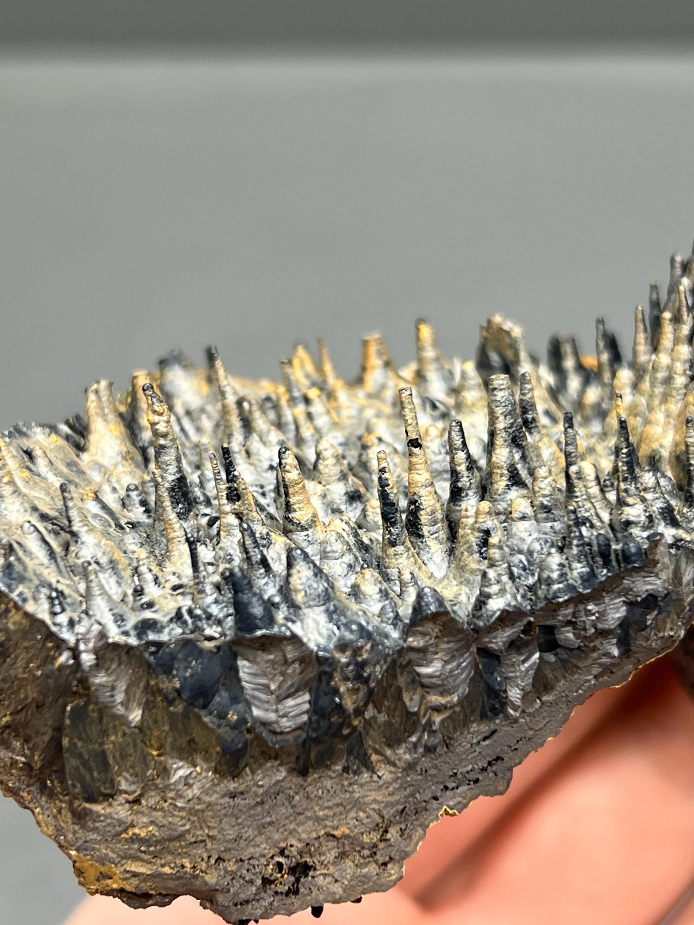 Limonite And Specularite On Stalactite Goethite - Crystal Gemstone AE 