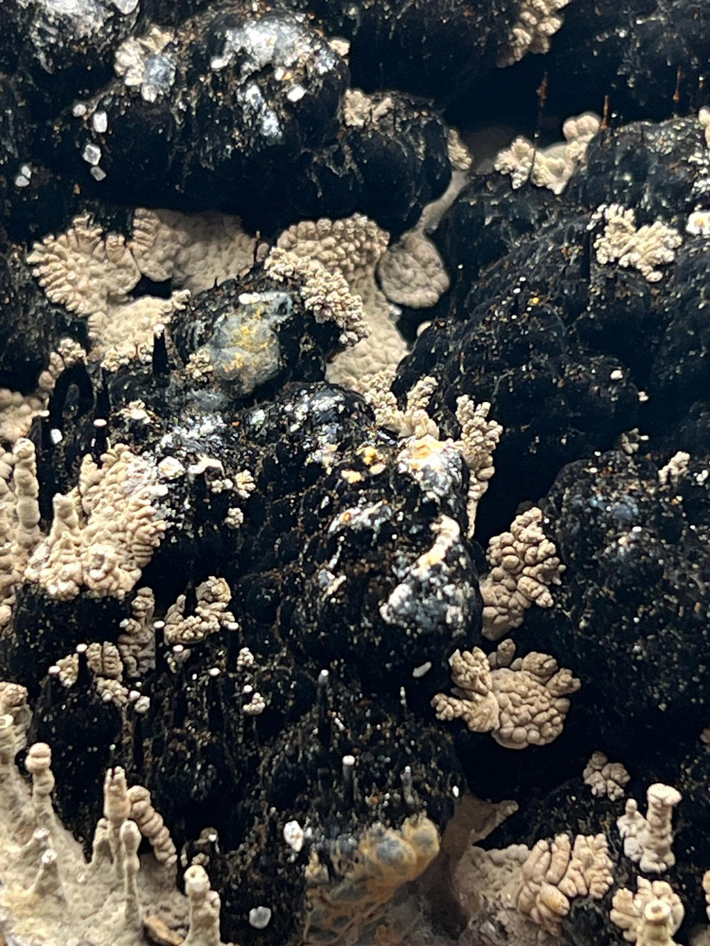 Limonite And Specularite On Stalactite Goethite - Crystal Gemstone AE 
