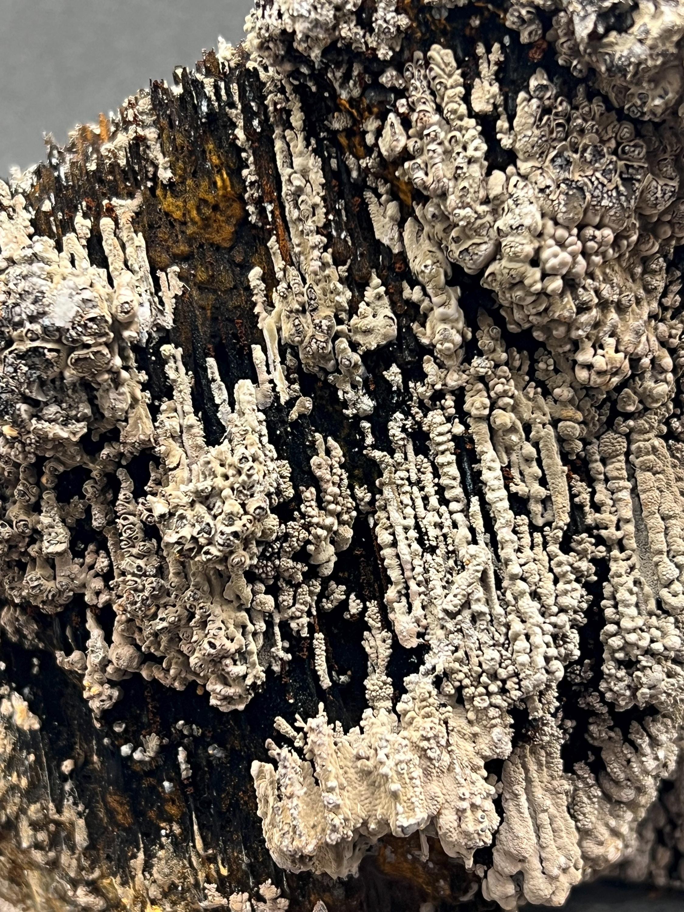 Specularite And Limonite With Stalactite Goethite - Crystal Gemstone AE 