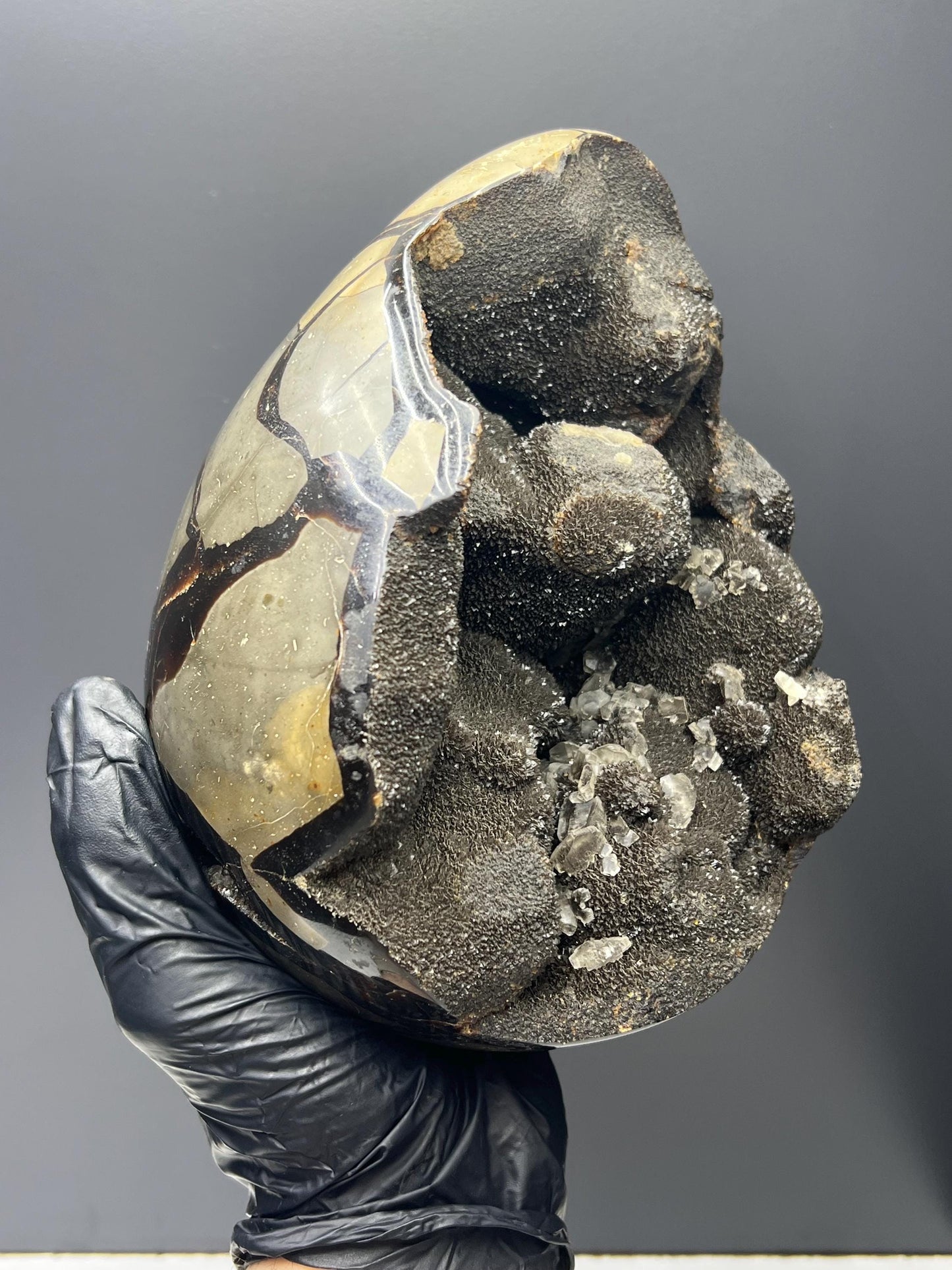 XL Polished Septarian Egg - Crystal Gemstone AE 