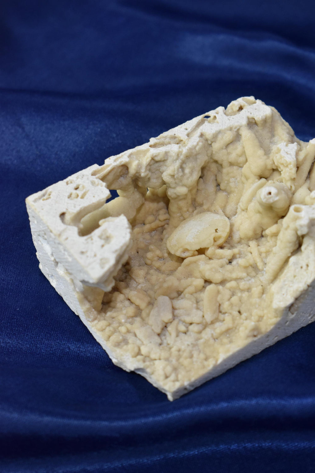 Crab Fosille From Turkey - Crystal Gemstone AE 