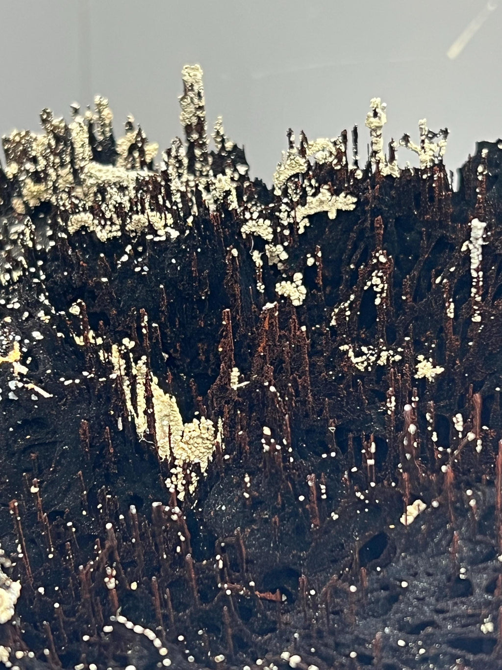 Rare Find! Limonite And Specularite On Stalactite Hematite - Crystal Gemstone AE 