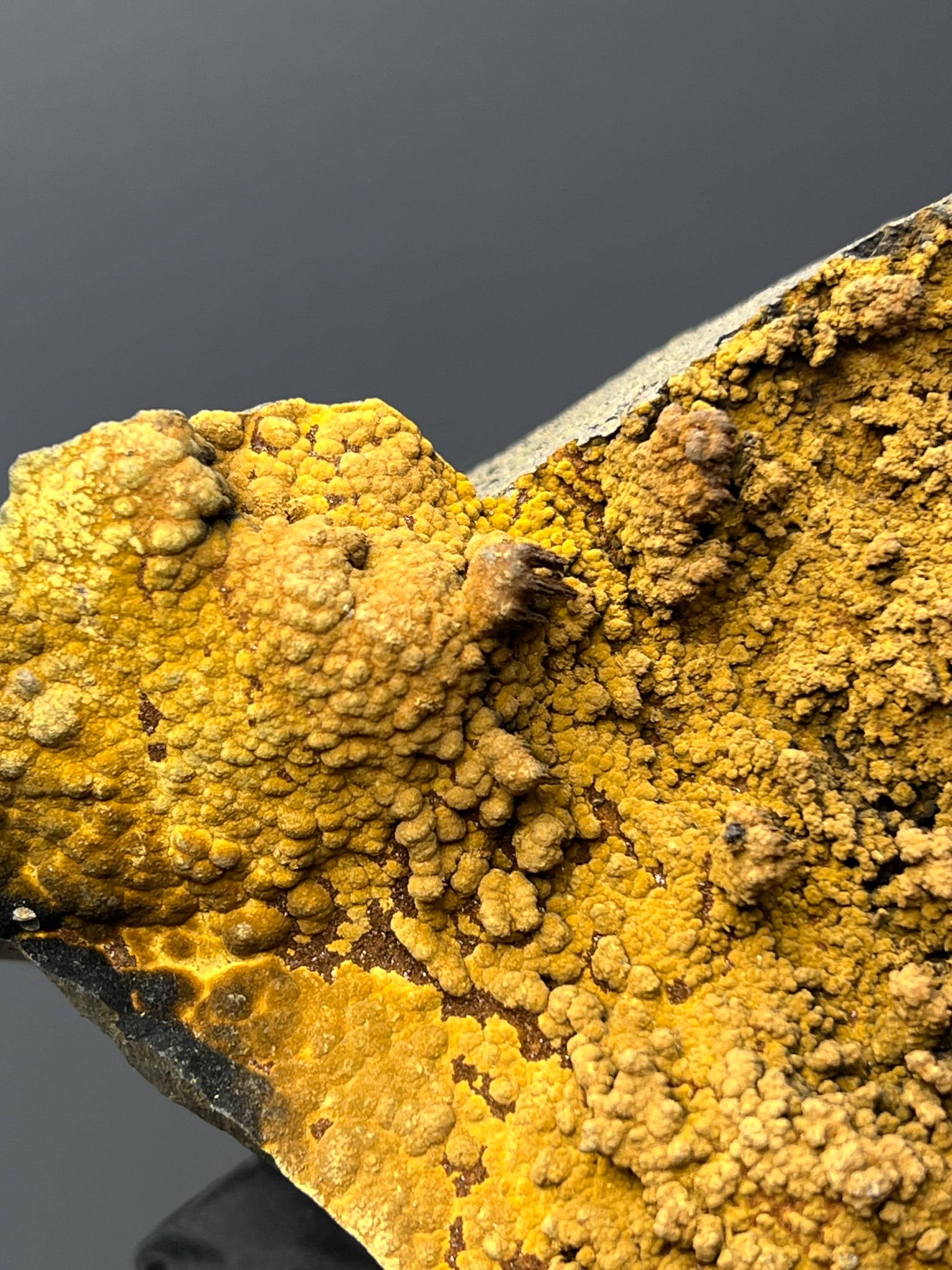 Museum Quality, Very Showy Special Limonite With Small Stalactites Goethite Specimen - Crystal Gemstone AE 