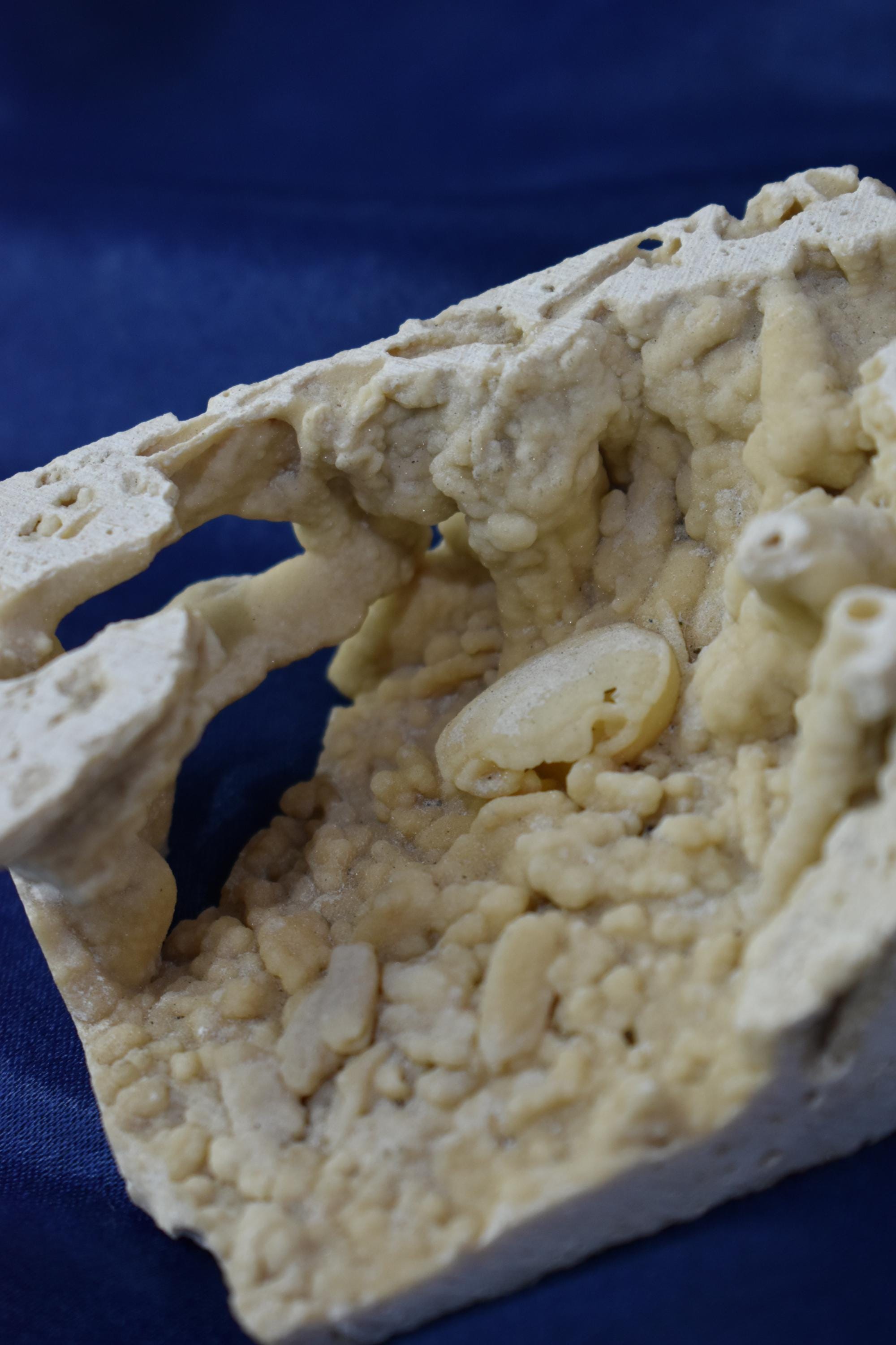 Crab Fosille From Turkey - Crystal Gemstone AE 