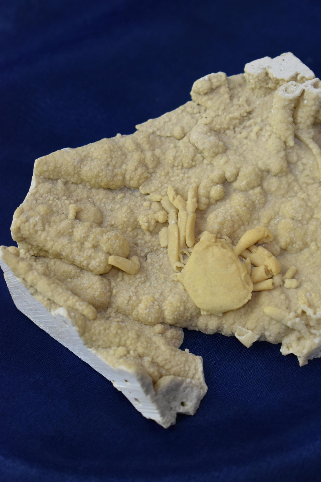 Crab Fossile From Turkey - Crystal Gemstone AE 