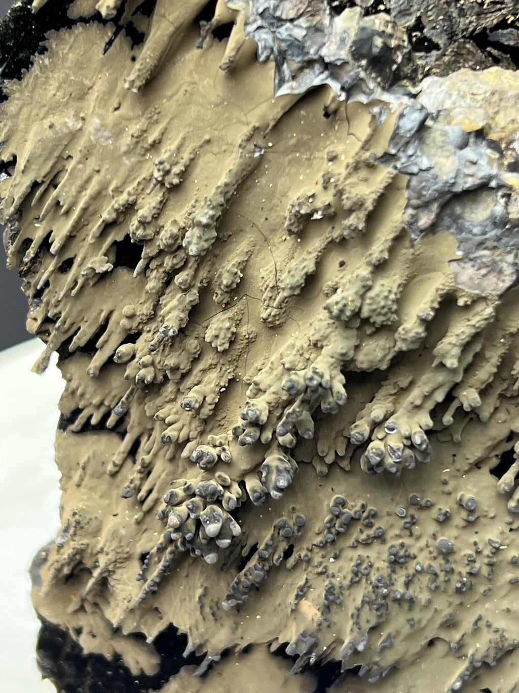 Very Special And Showy Specularite On Stalactite Goethite - Crystal Gemstone AE 