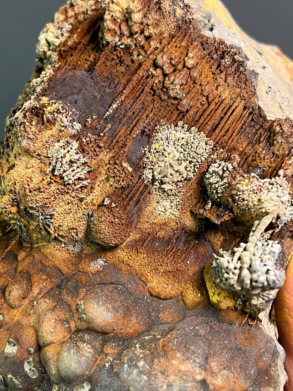 Museum Grade Limonite And Specularite On Stalactite And Botryoidal Formation Goethite - Crystal Gemstone AE 