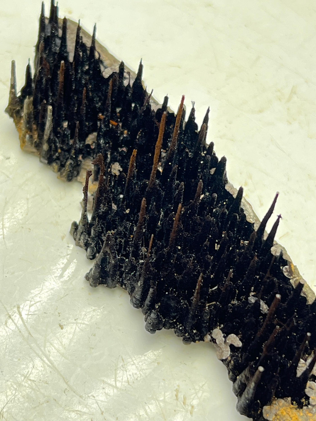 Museum Piece! Showy Stalactite Forest Goethite Specimen - Crystal Gemstone AE 