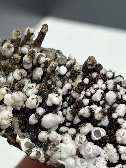 Museum Quality! Snow Crystal Calcite On Stalactite Hematite