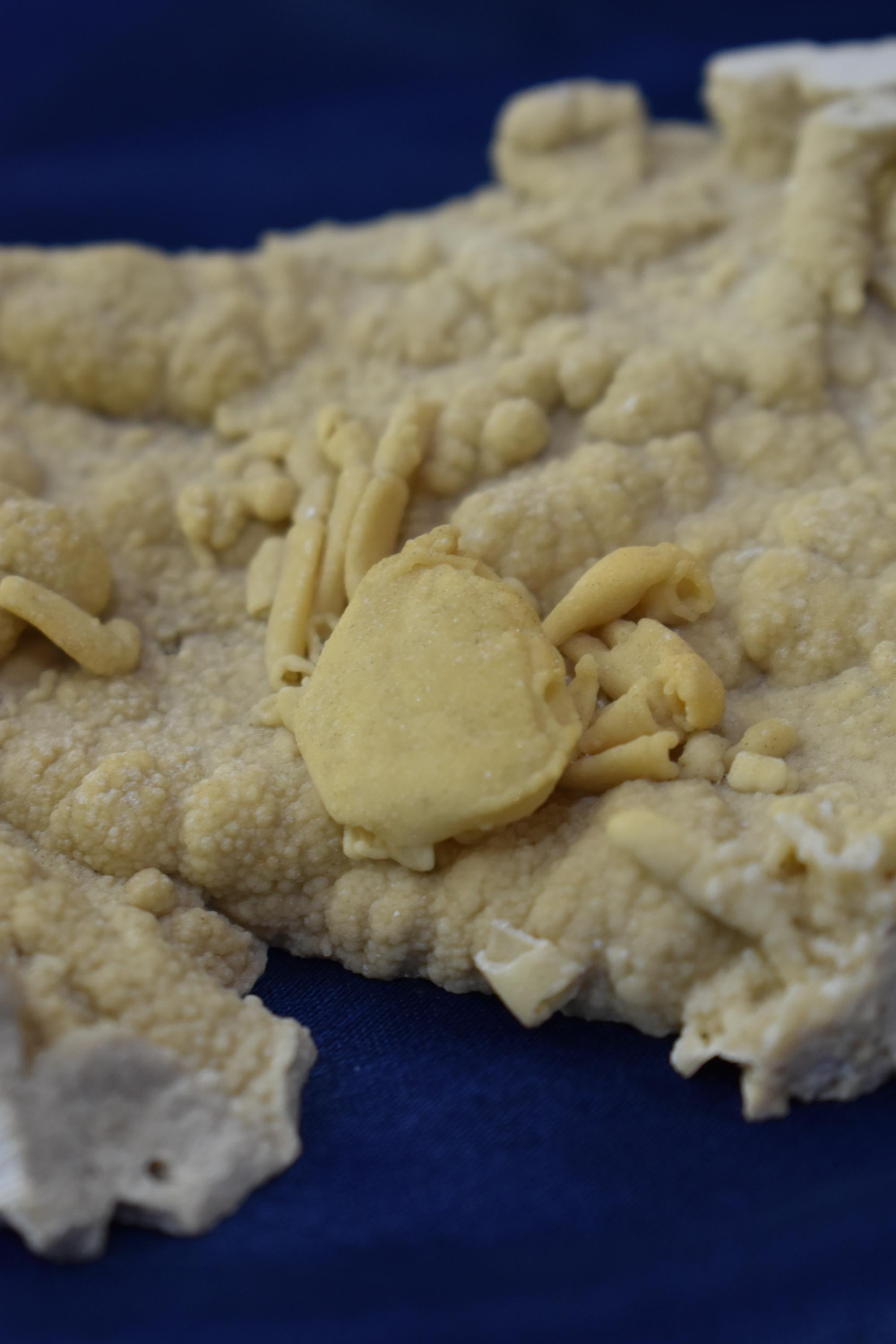 Crab Fossile From Turkey - Crystal Gemstone AE 
