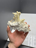 Very Special Stalactite Aragonite Mineral, From Turkey - Crystal Gemstone AE 