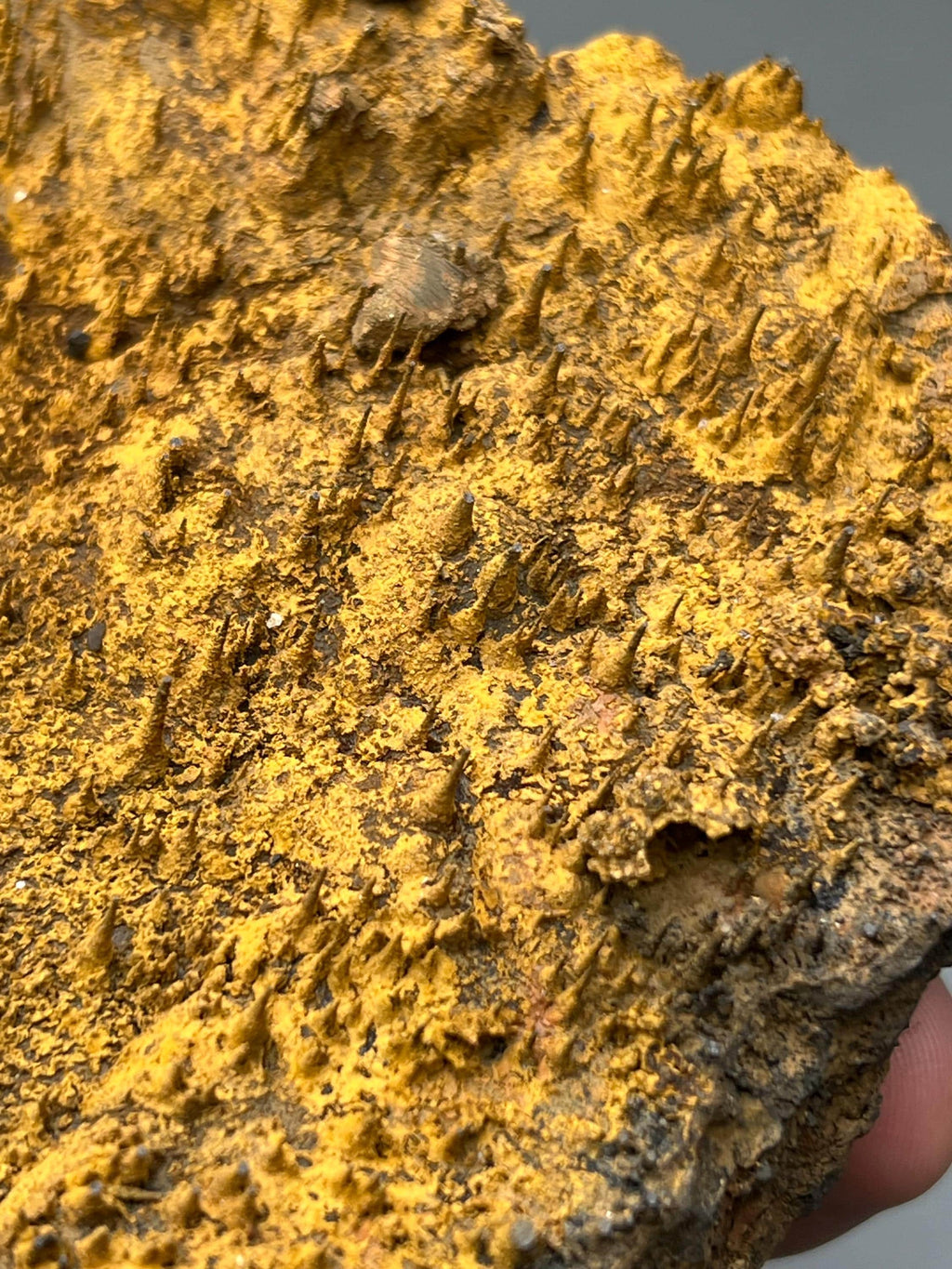 Museum quality, Very Showy Limonite On Stalactite Hematite, Special Collection Piece - Crystal Gemstone AE 