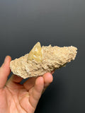 Golden Yellow Calcite On Matrix - USA - Crystal Gemstone AE 