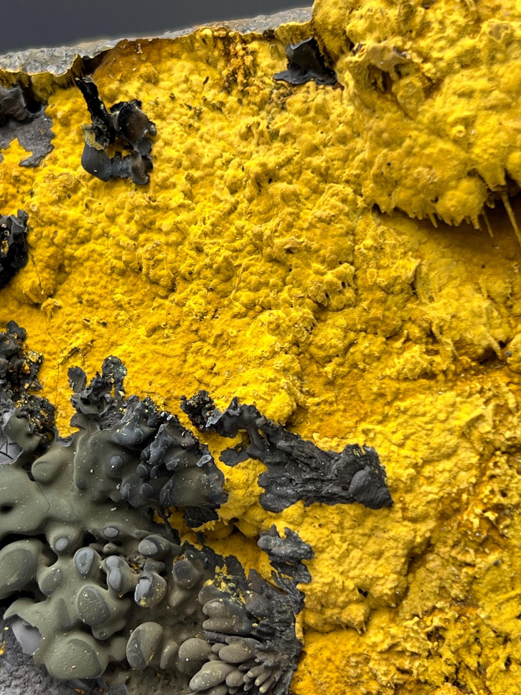 Museum Grade, Very Special Limonite With Small Stalactites Goethite Specimen - Crystal Gemstone AE 