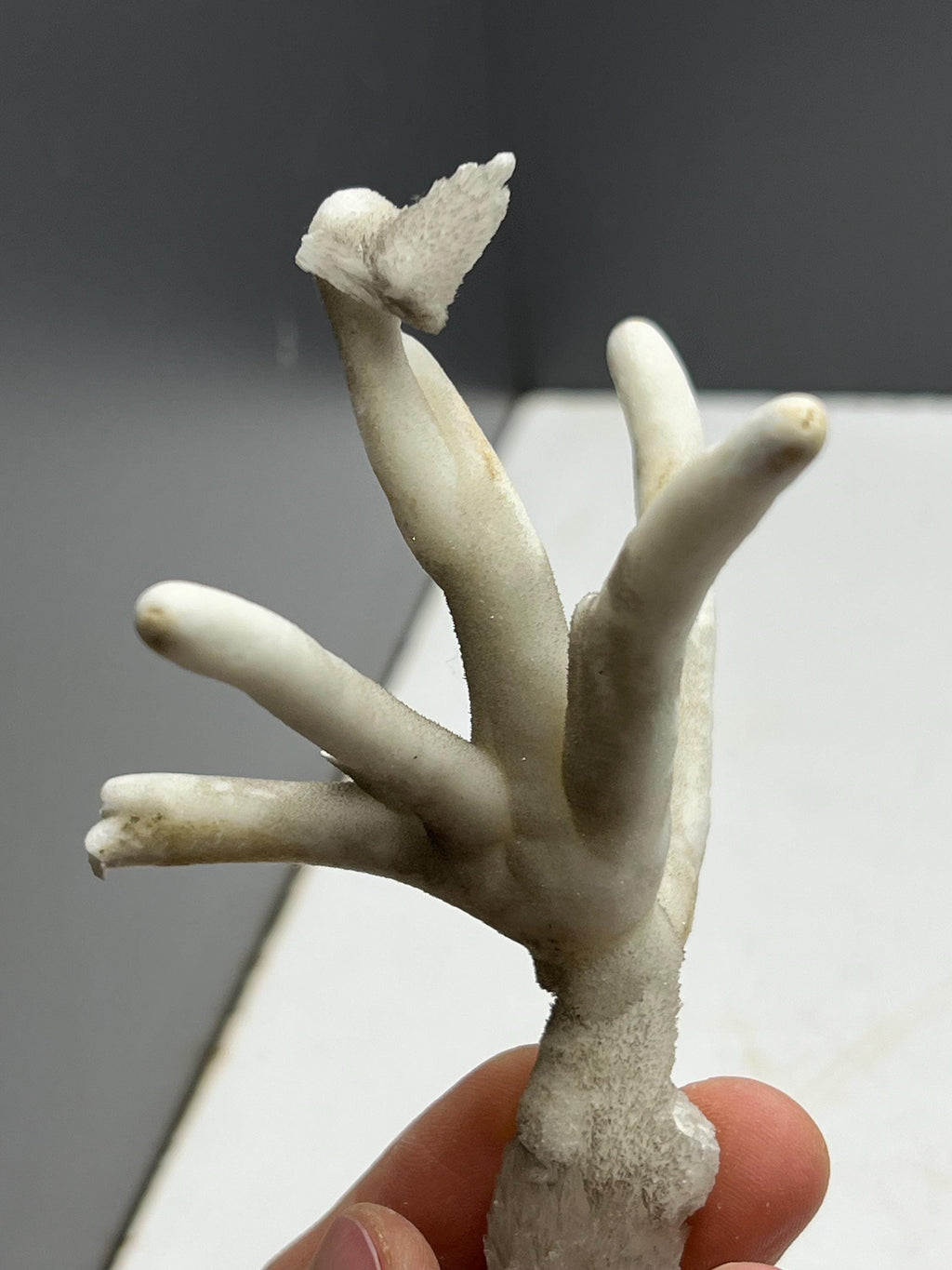 Very Special Formed Stalactite Aragonite Mineral, From Turkey - Crystal Gemstone AE 