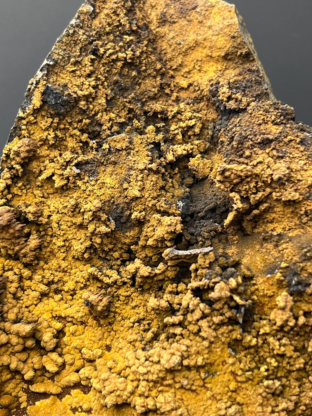 Museum Quality, Very Showy Special Limonite With Small Stalactites Goethite Specimen - Crystal Gemstone AE 