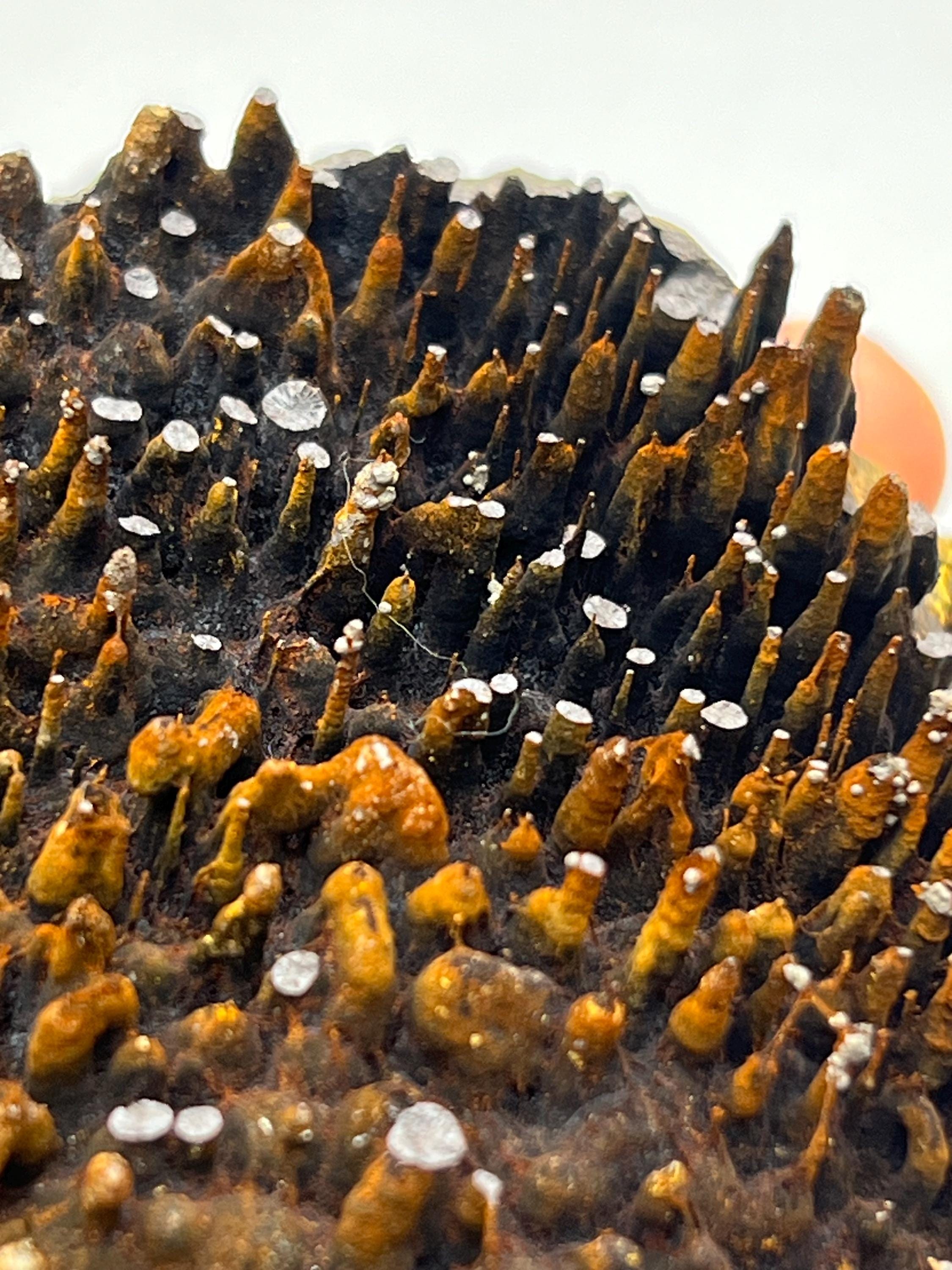 Museum quality, Very Special, Limonite With Stalactite Goethite, From Turkey, Special Collection Piece - Crystal Gemstone AE 