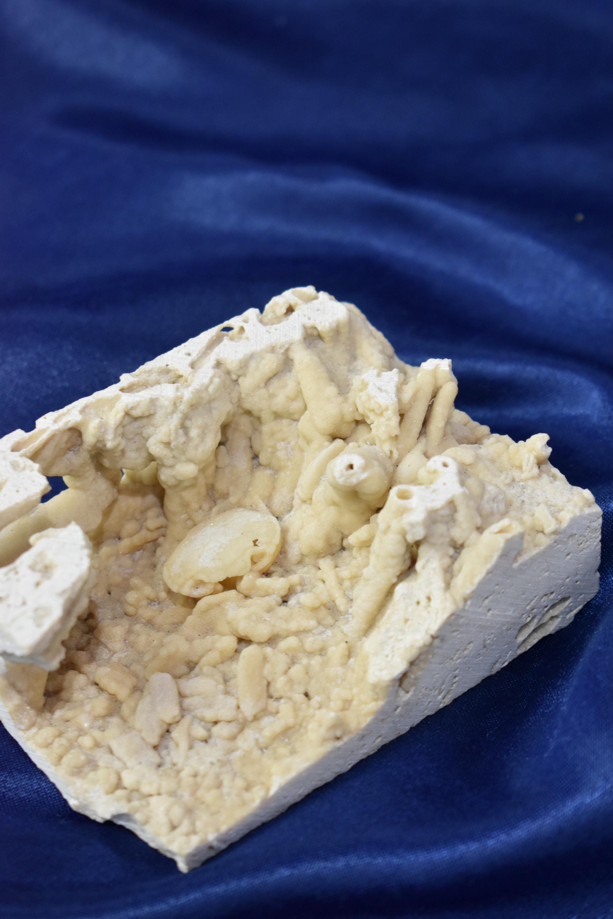 Crab Fosille From Turkey - Crystal Gemstone AE 