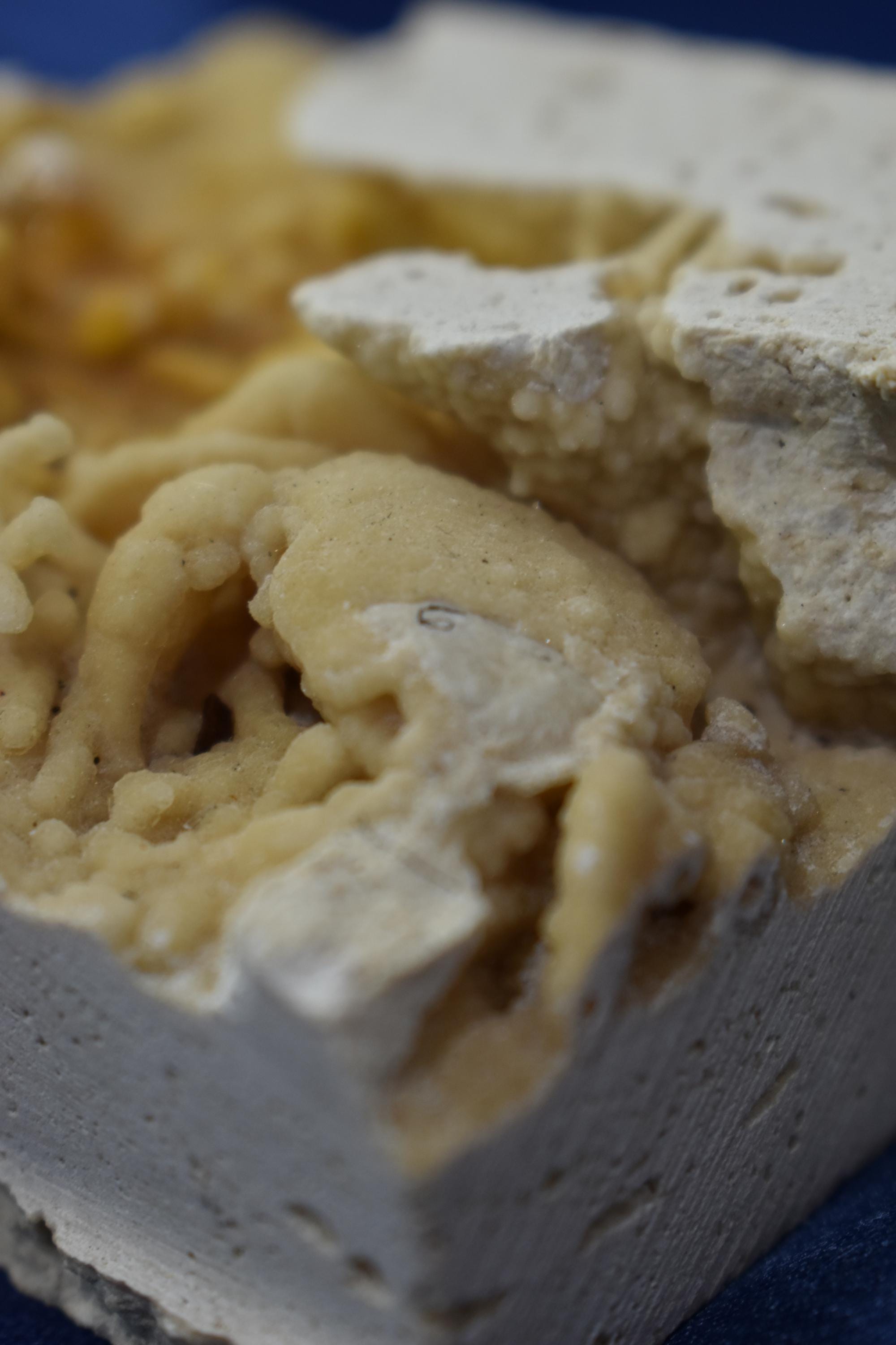 Crab Fossile From Turkey - Crystal Gemstone AE 