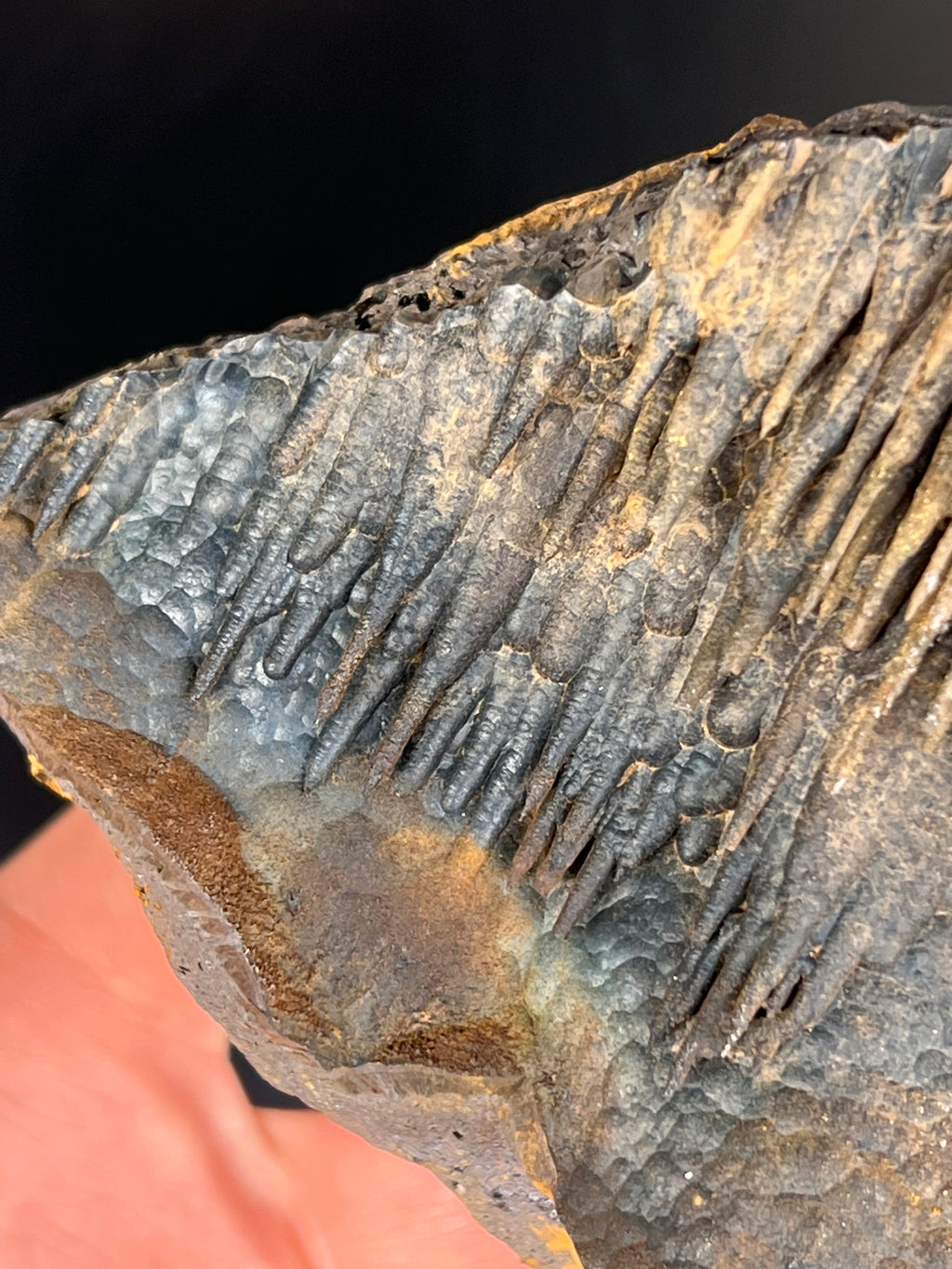Museum Grade Limonite With Stalactite Goethite