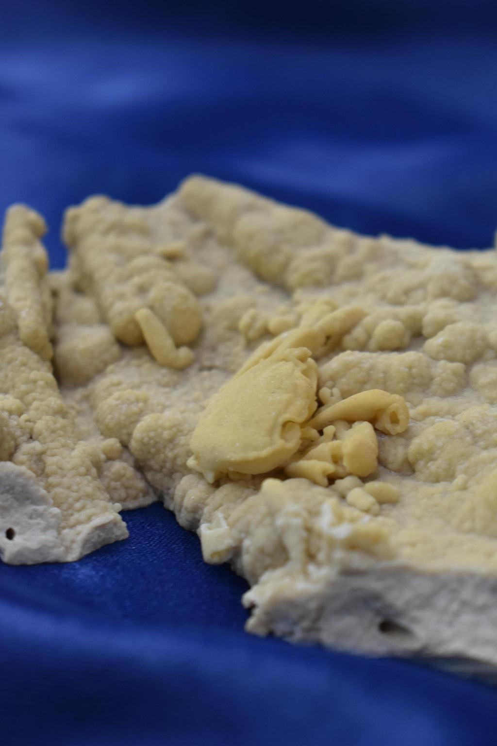 Crab Fossile From Turkey - Crystal Gemstone AE 