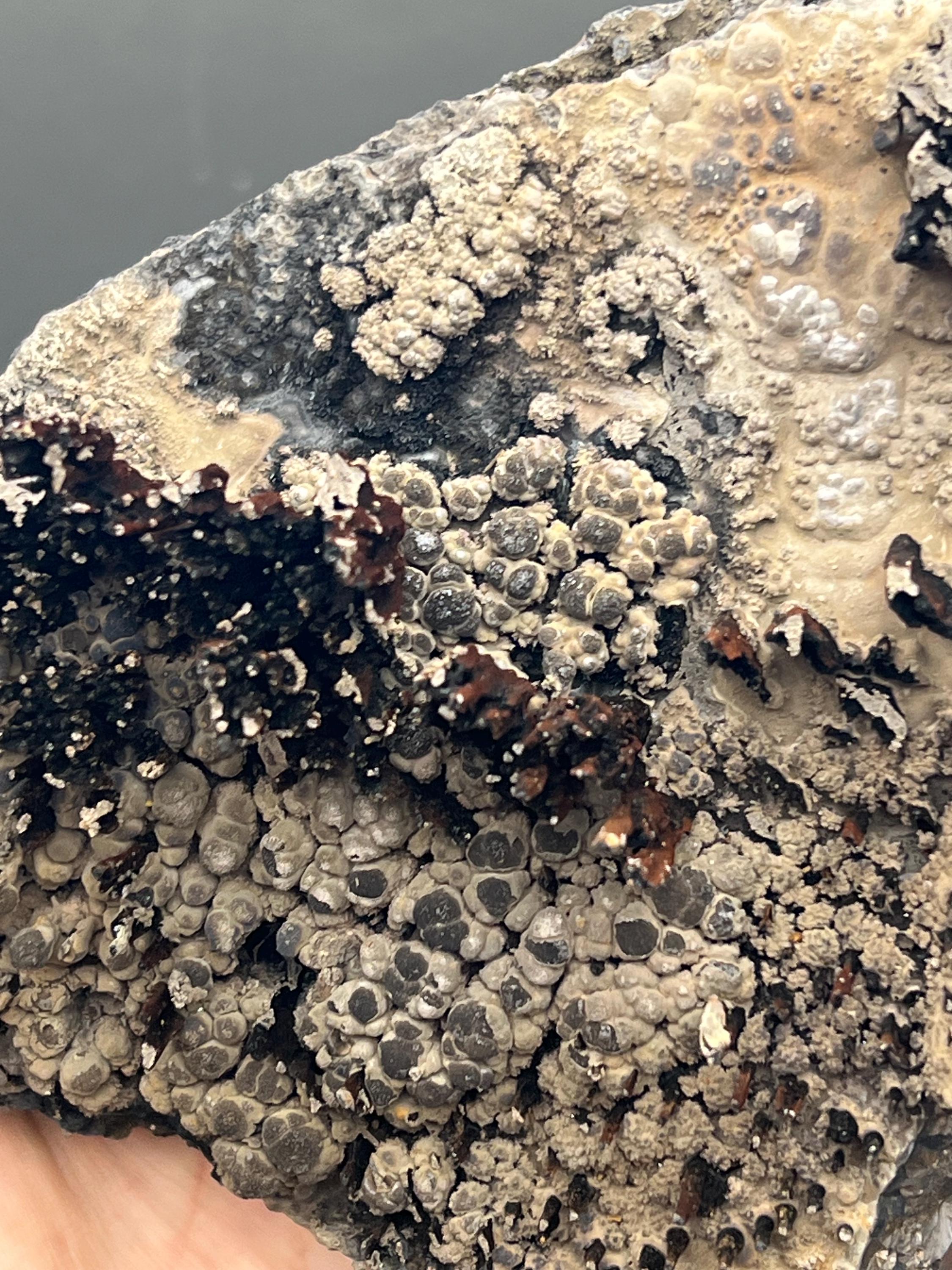 Museum Grade Limonite And Specularite On Stalactite Goethite - Crystal Gemstone AE 