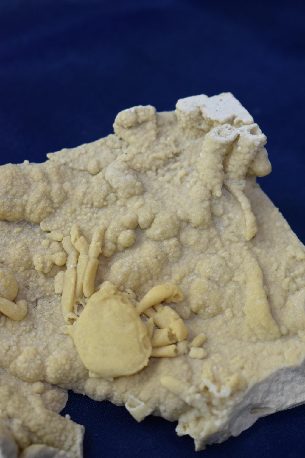 Crab Fossile From Turkey - Crystal Gemstone AE 