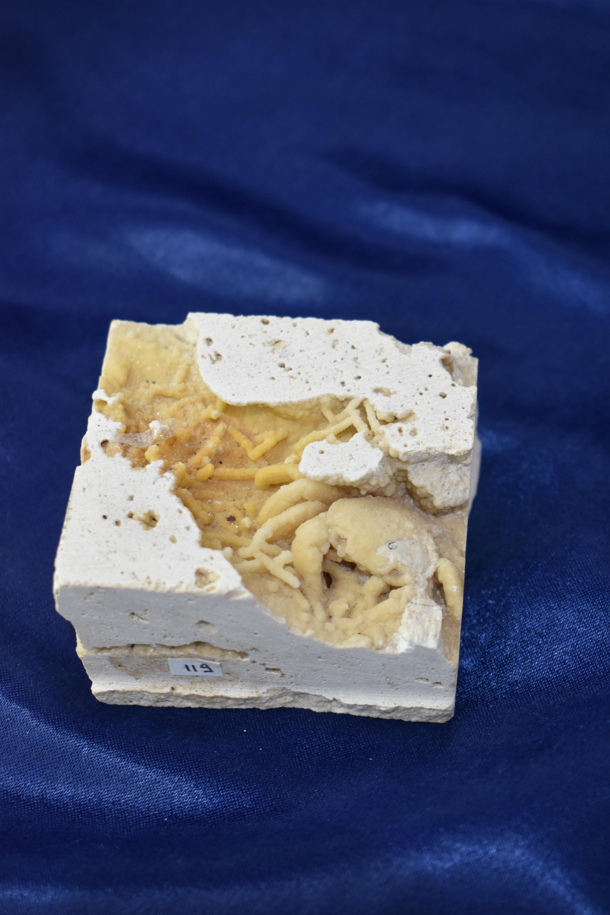 Crab Fossile From Turkey - Crystal Gemstone AE 