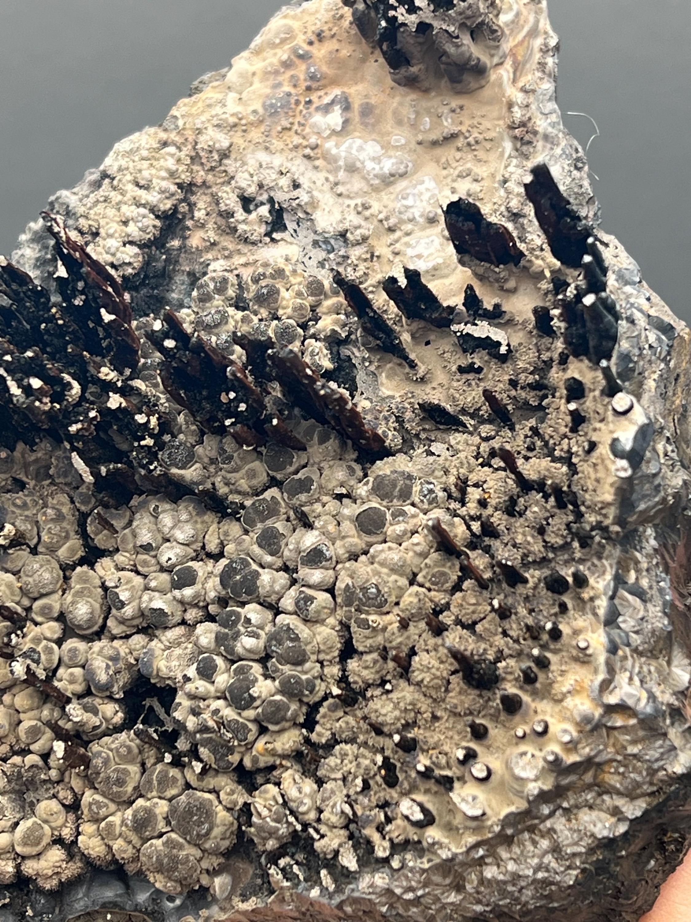 Museum Grade Limonite And Specularite On Stalactite Goethite - Crystal Gemstone AE 