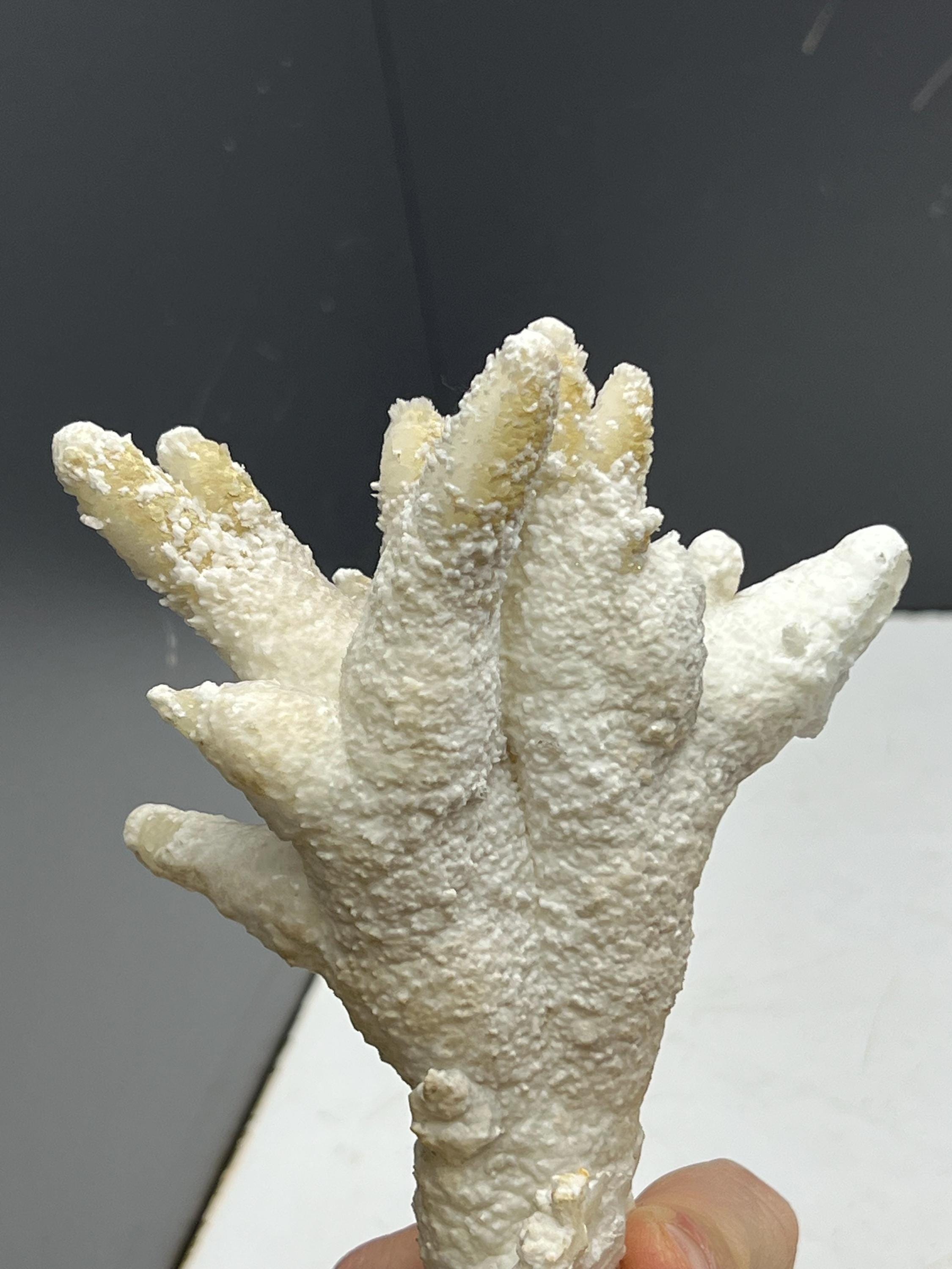 Very Special And Showy Stalactite Aragonite Mineral, From Turkey - Crystal Gemstone AE 