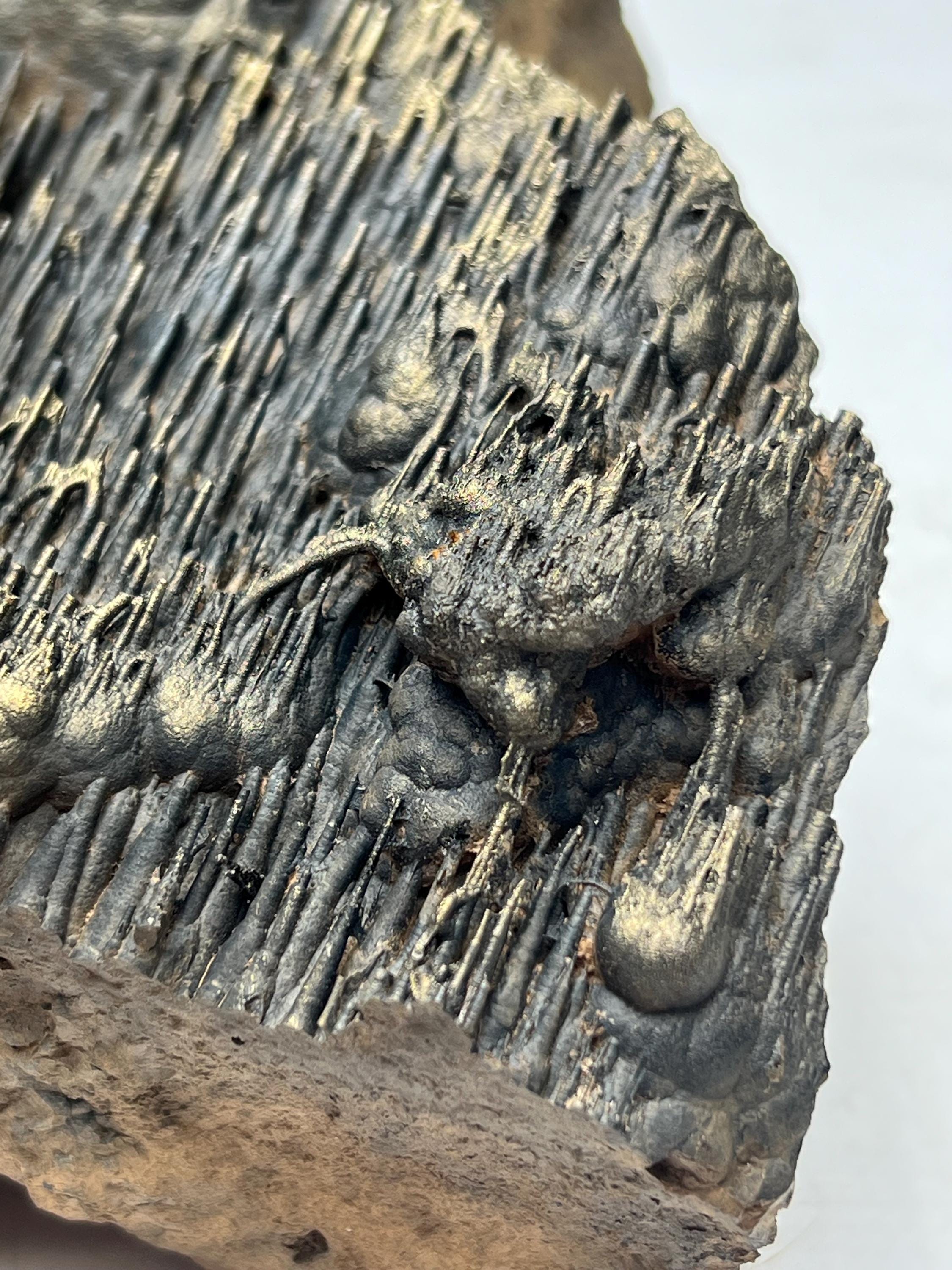 Museum quality, Extra Large Golden Color Stalactite Goethite, From Turkey, Very Special Collection Piece - Crystal Gemstone AE 