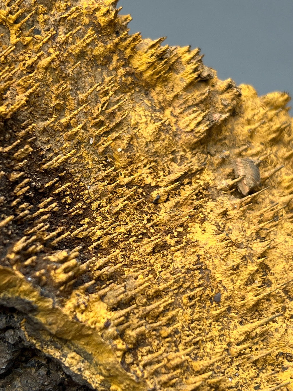 Museum quality, Very Showy Limonite On Stalactite Hematite, Special Collection Piece - Crystal Gemstone AE 