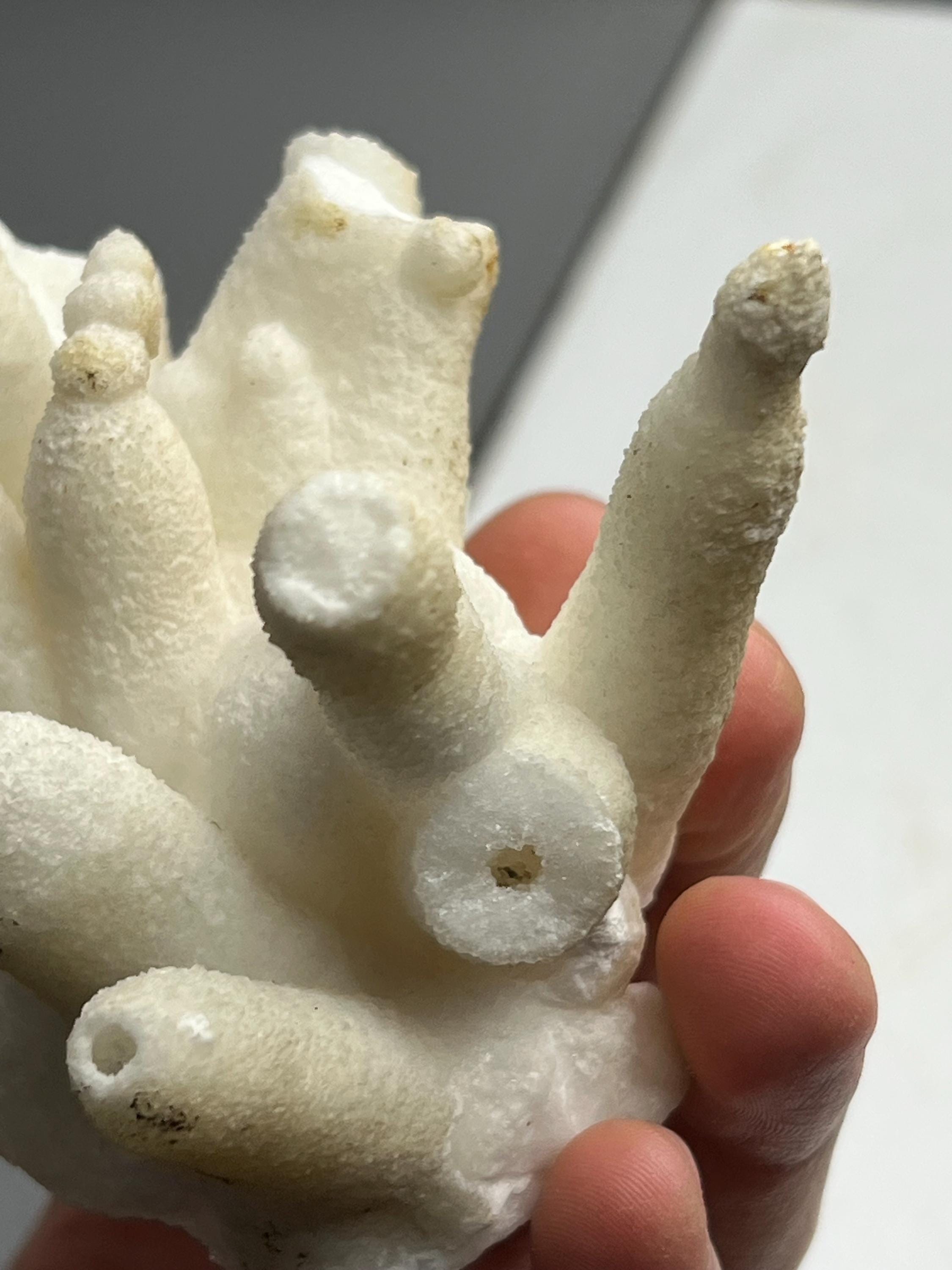 Special Formed Very Showy Stalactite Aragonite Craters, From Turkey - Crystal Gemstone AE 