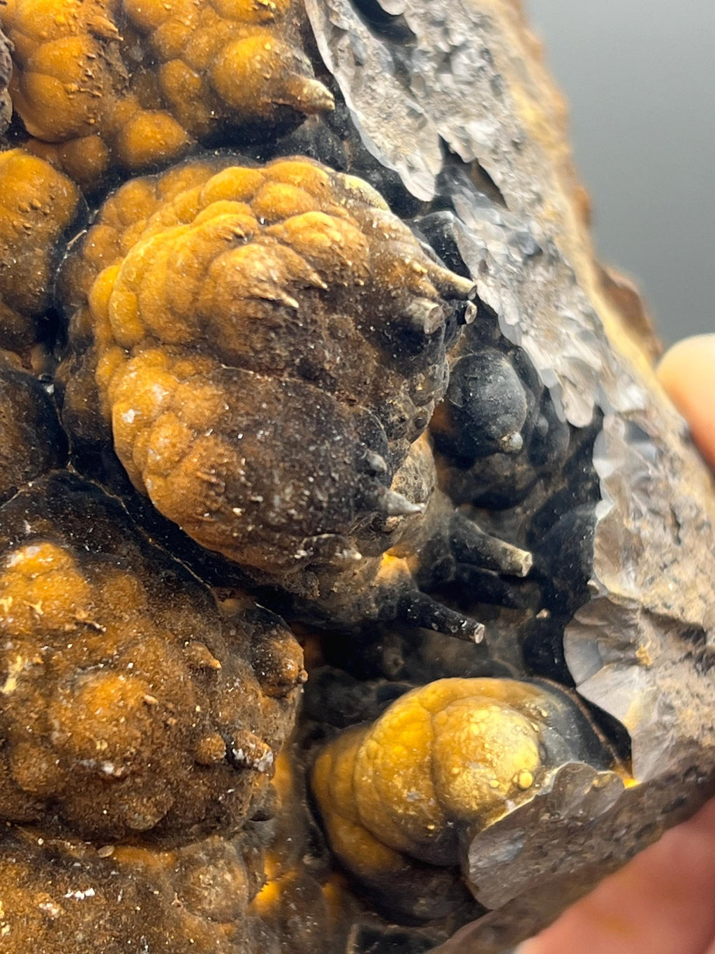 High Grade Limonite On Botryoidal Goethite With Stalactites - Crystal Gemstone AE 