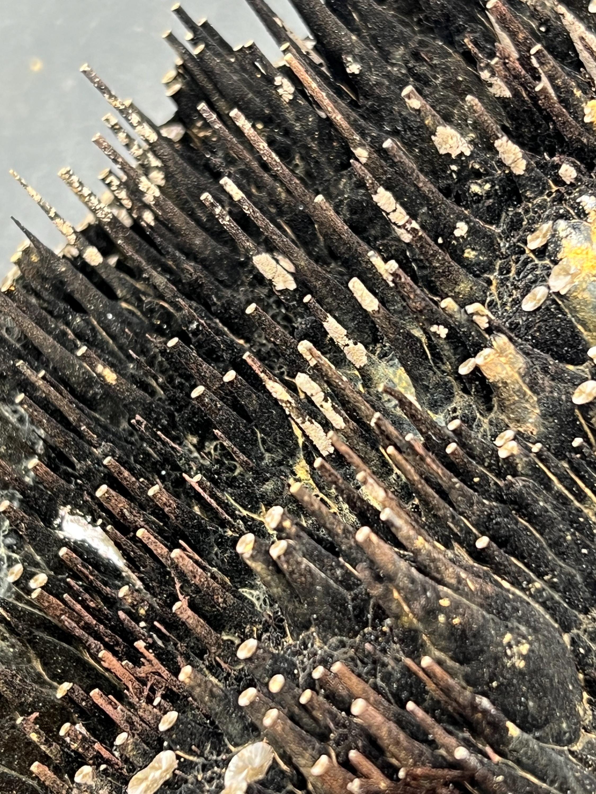 Museum Grade Limonite On Stalactite Goethite - Crystal Gemstone AE 