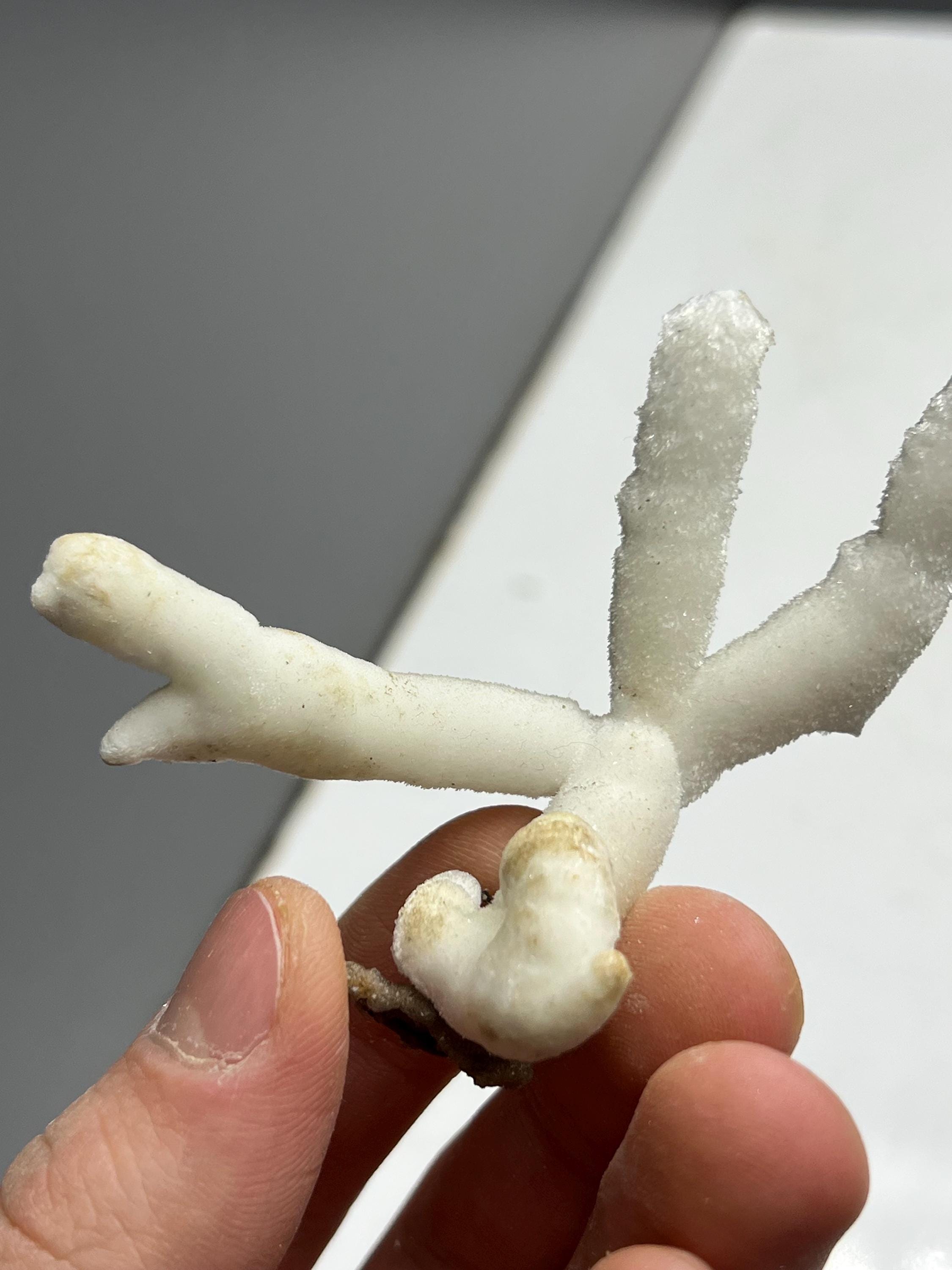 Very Very Special Stalactite Aragonite Mineral, From Turkey - Crystal Gemstone AE 